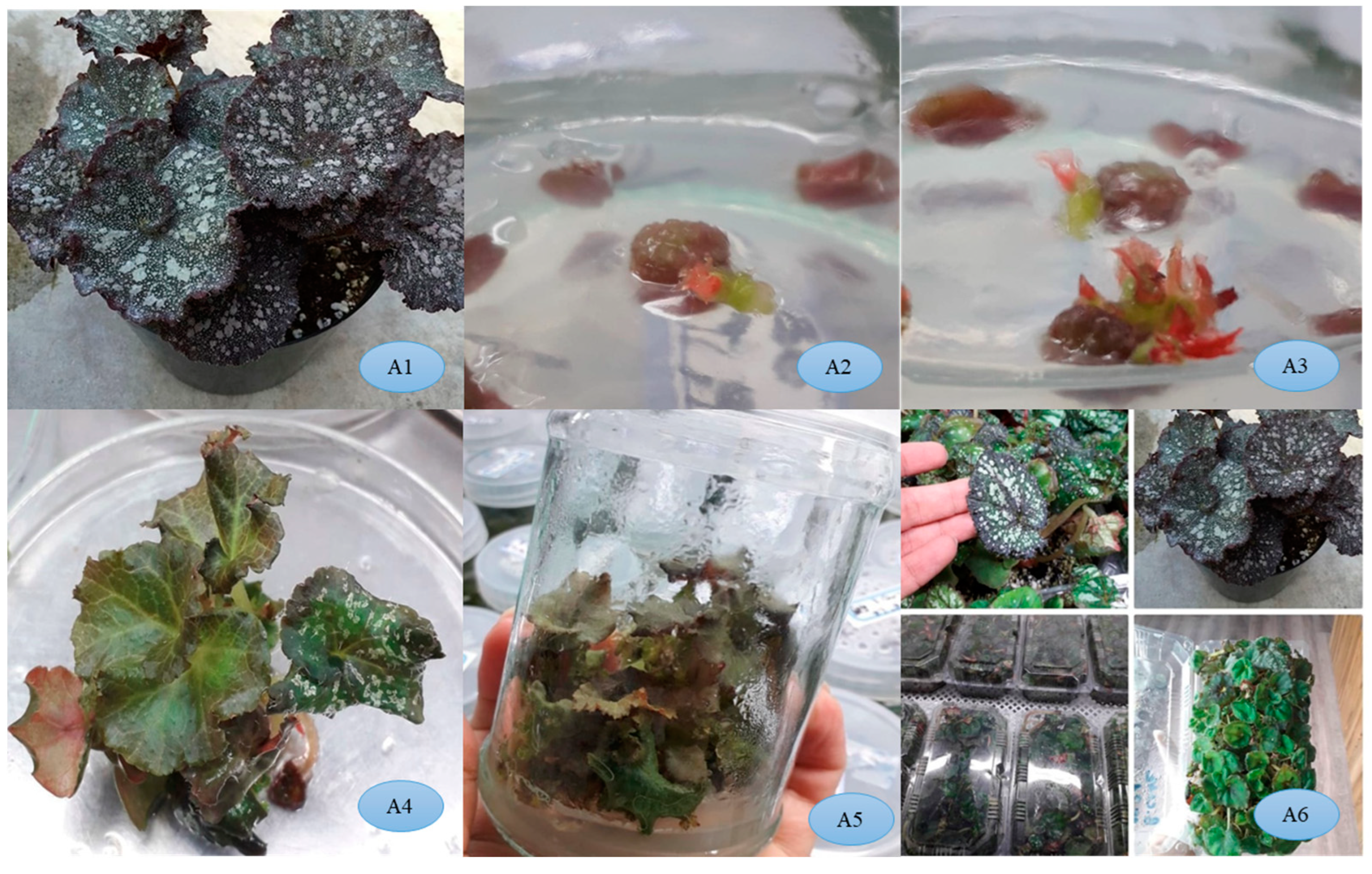 Horticulturae 10 00986 g003