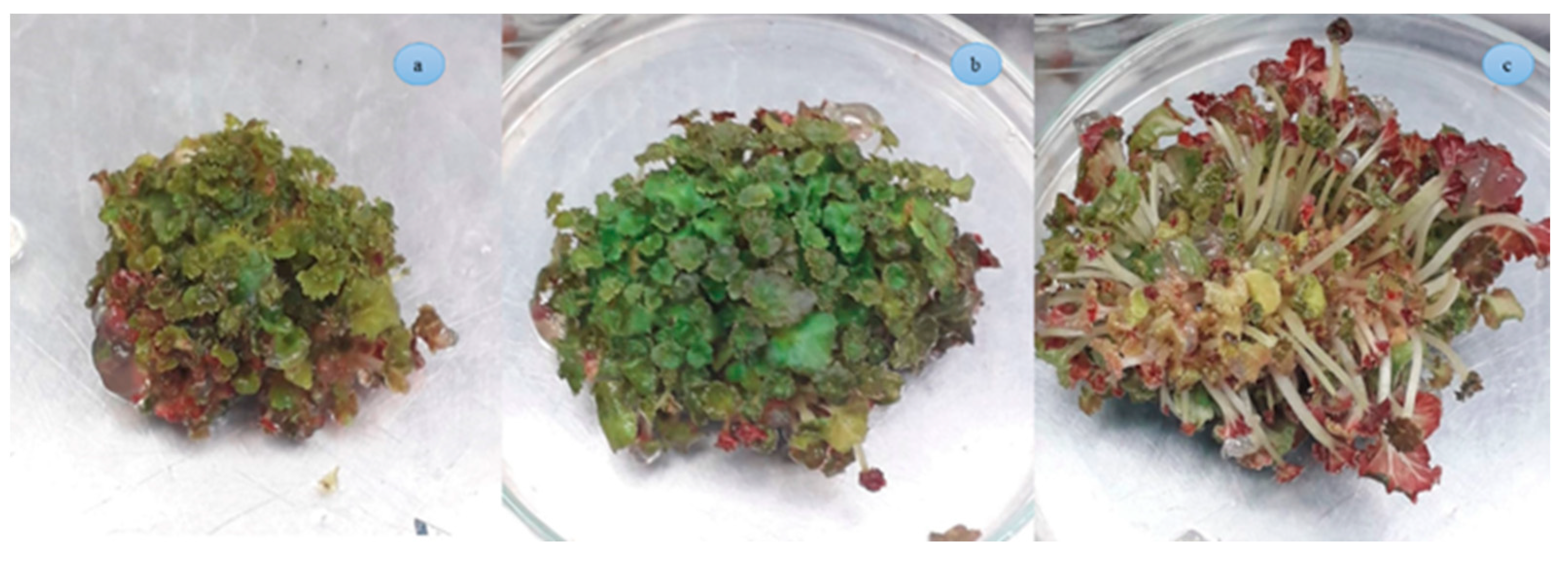 Horticulturae 10 00986 g004