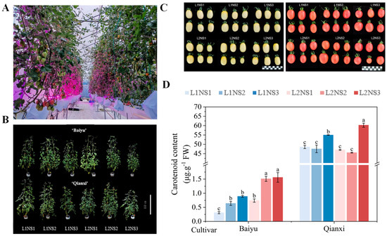 Influence of Combined Supplemental Lighting and Nutrient