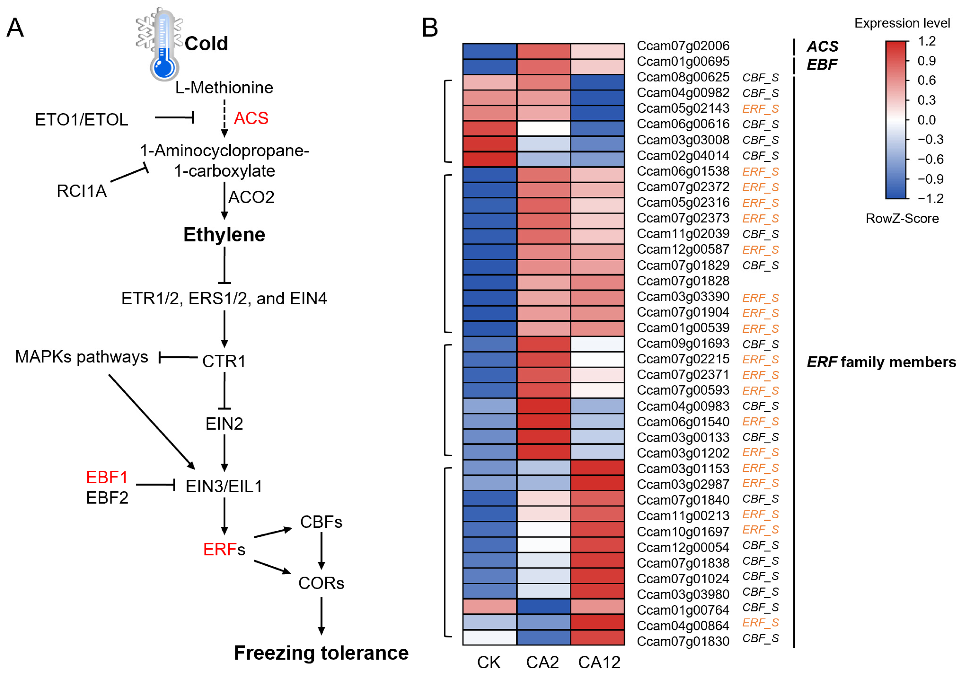 Horticulturae 10 00995 g004