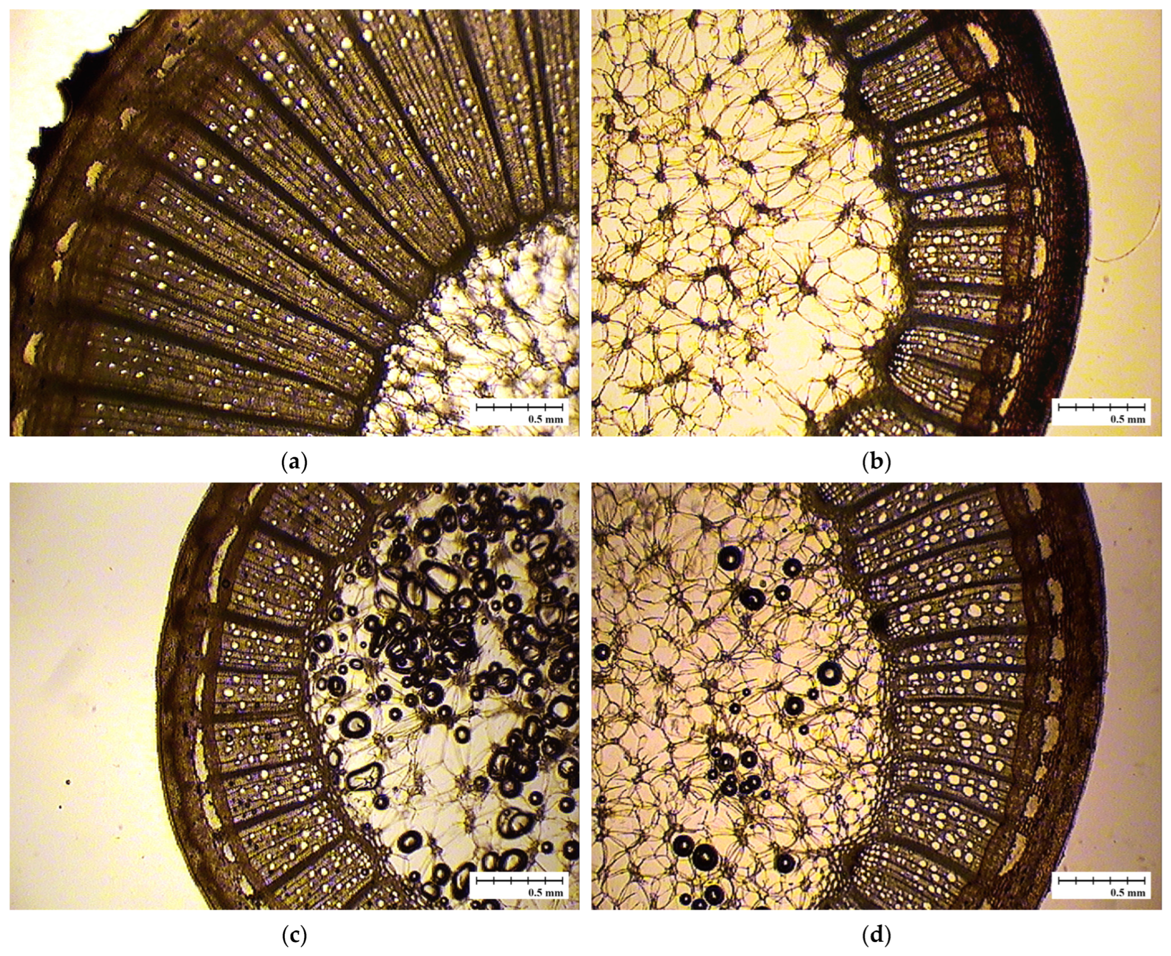 Horticulturae 10 00996 g002a