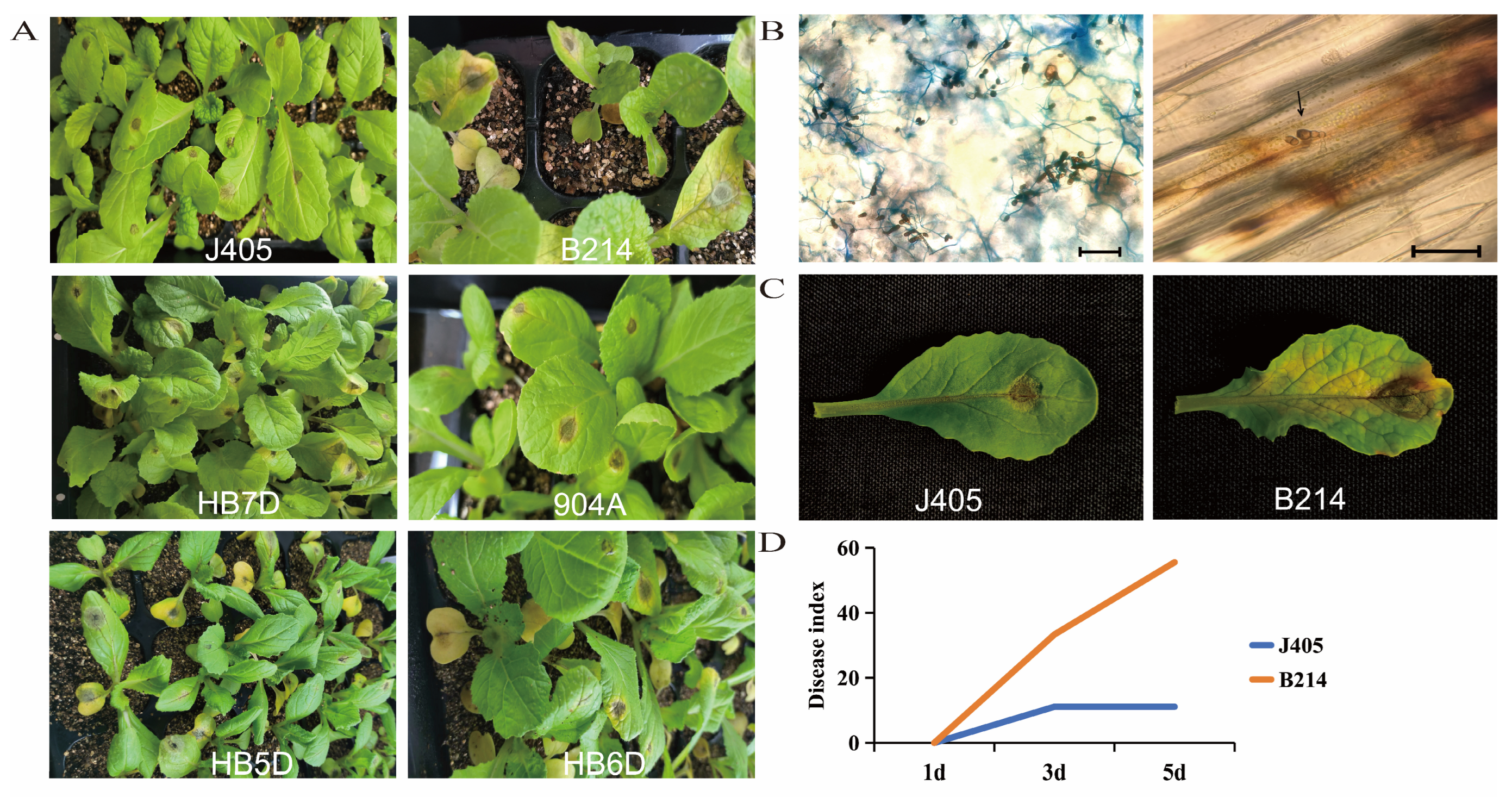 Horticulturae 10 01001 g001