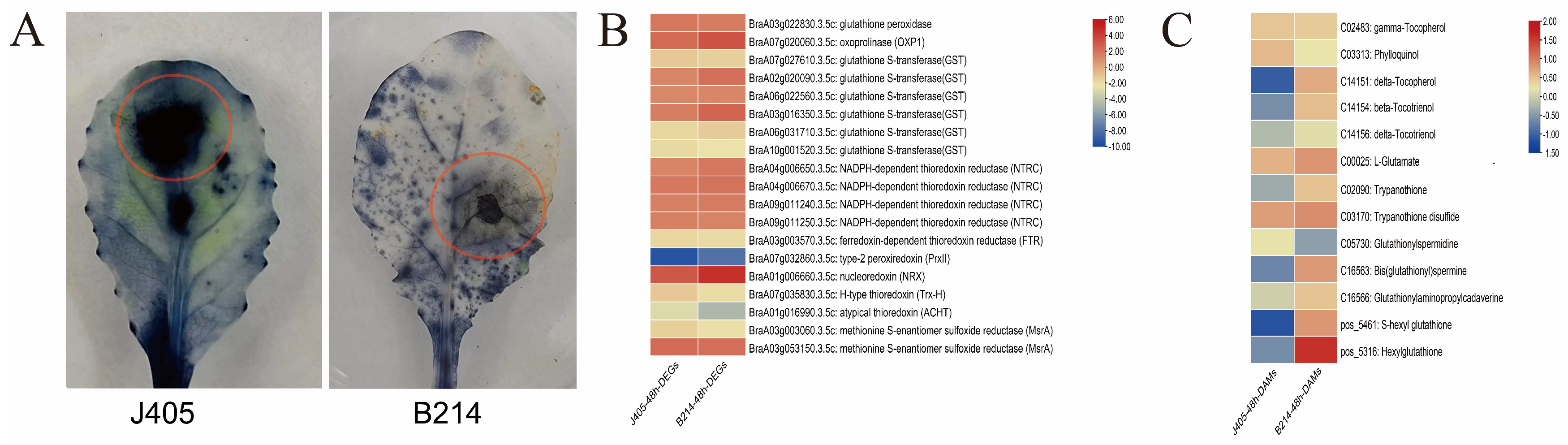 Horticulturae 10 01001 g004