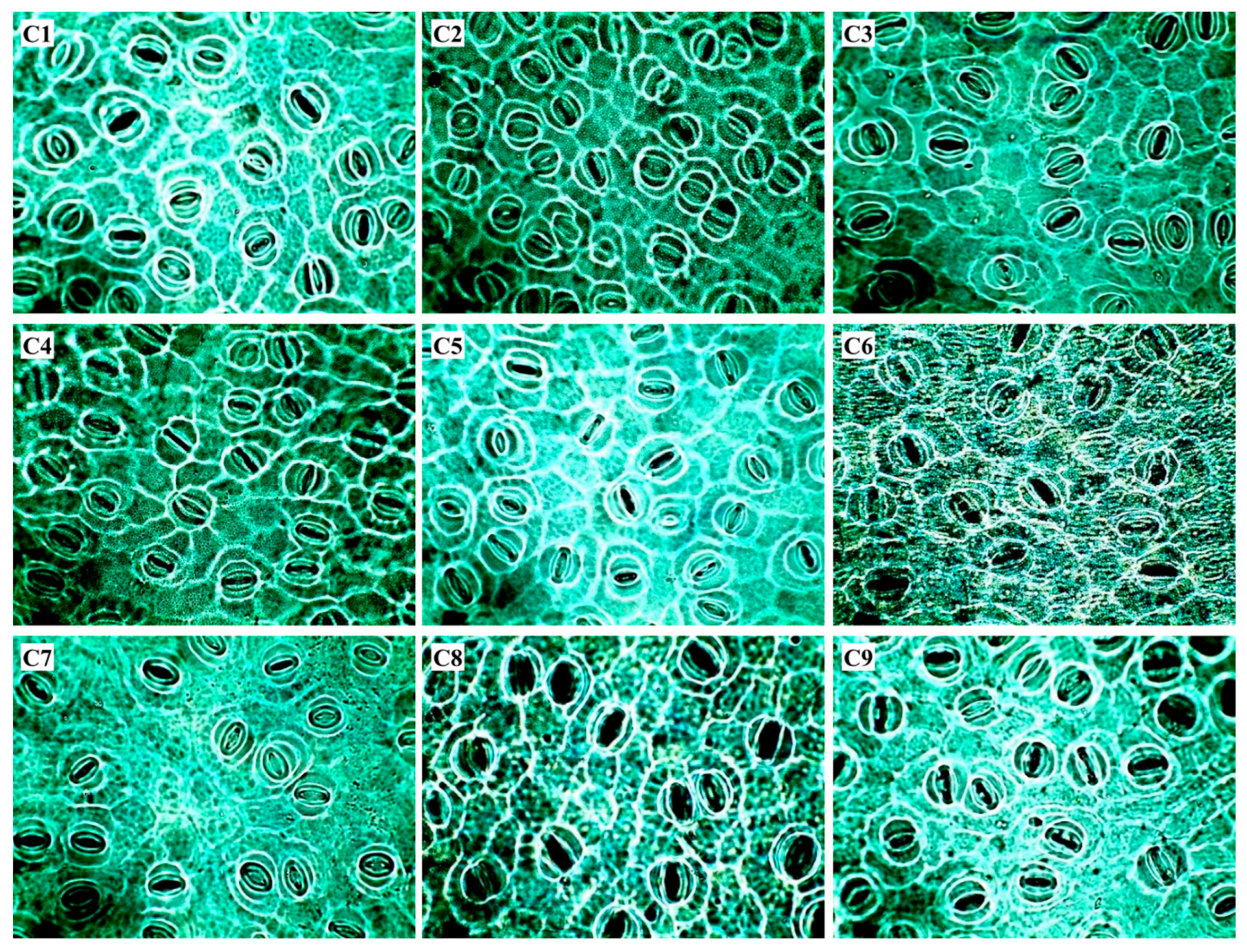 Horticulturae 10 01002 g001