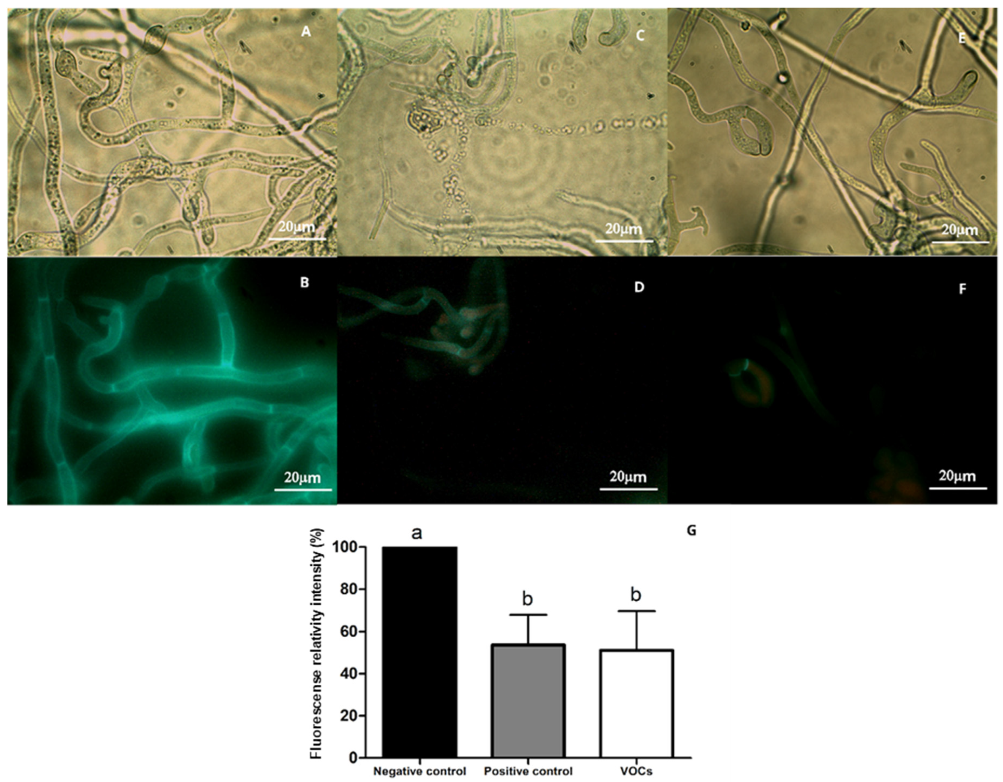 Horticulturae 10 01005 g006 Horticulturae 10 01005 g006