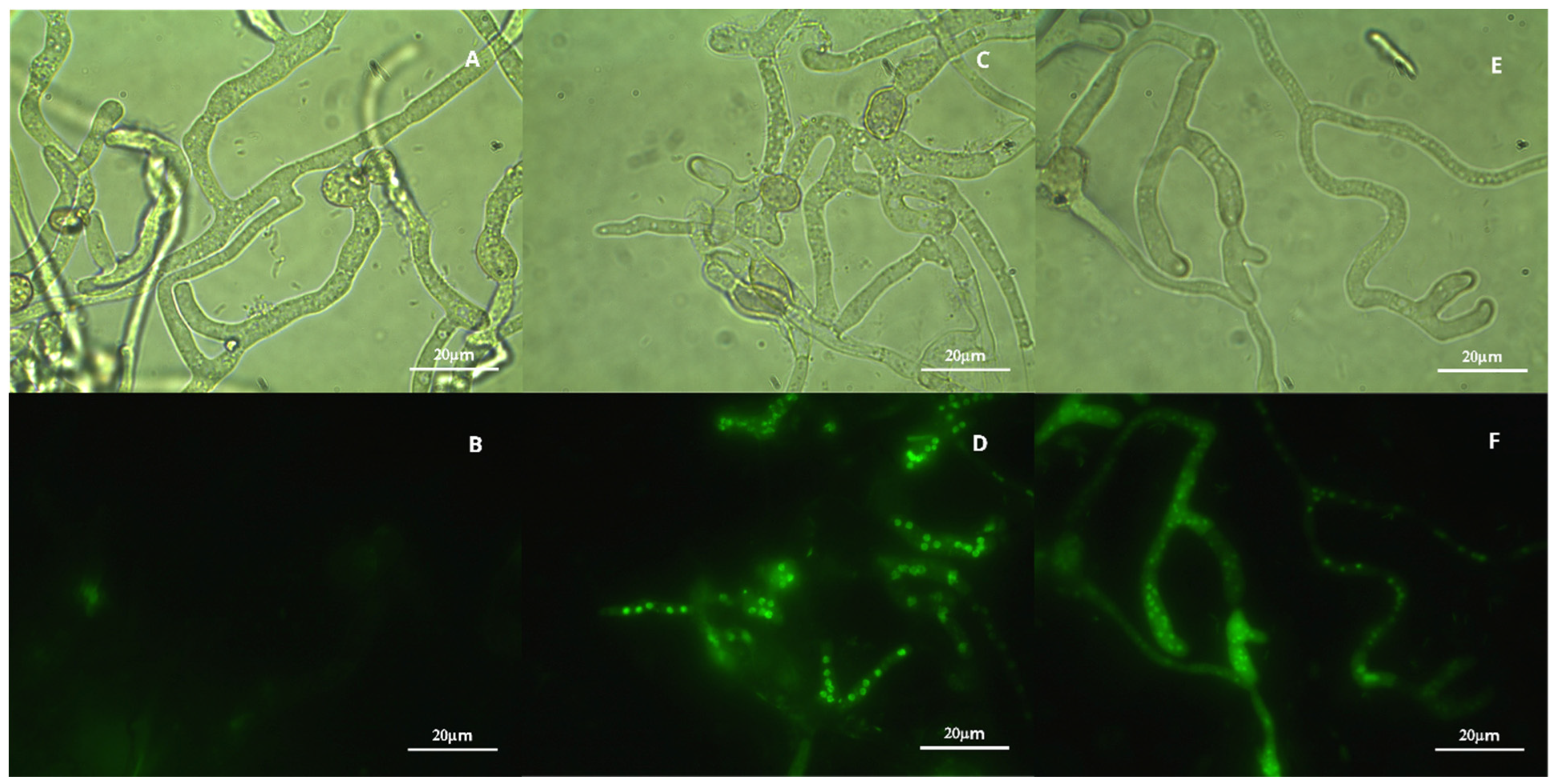 Horticulturae 10 01005 g007 Horticulturae 10 01005 g007