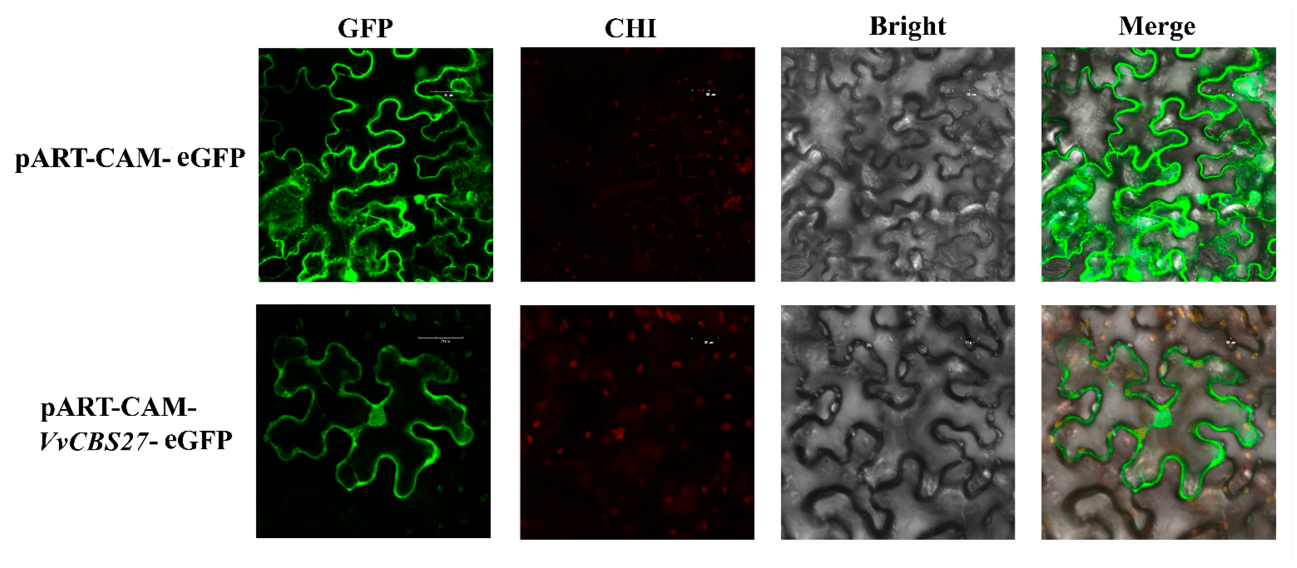 Horticulturae 10 01009 g010