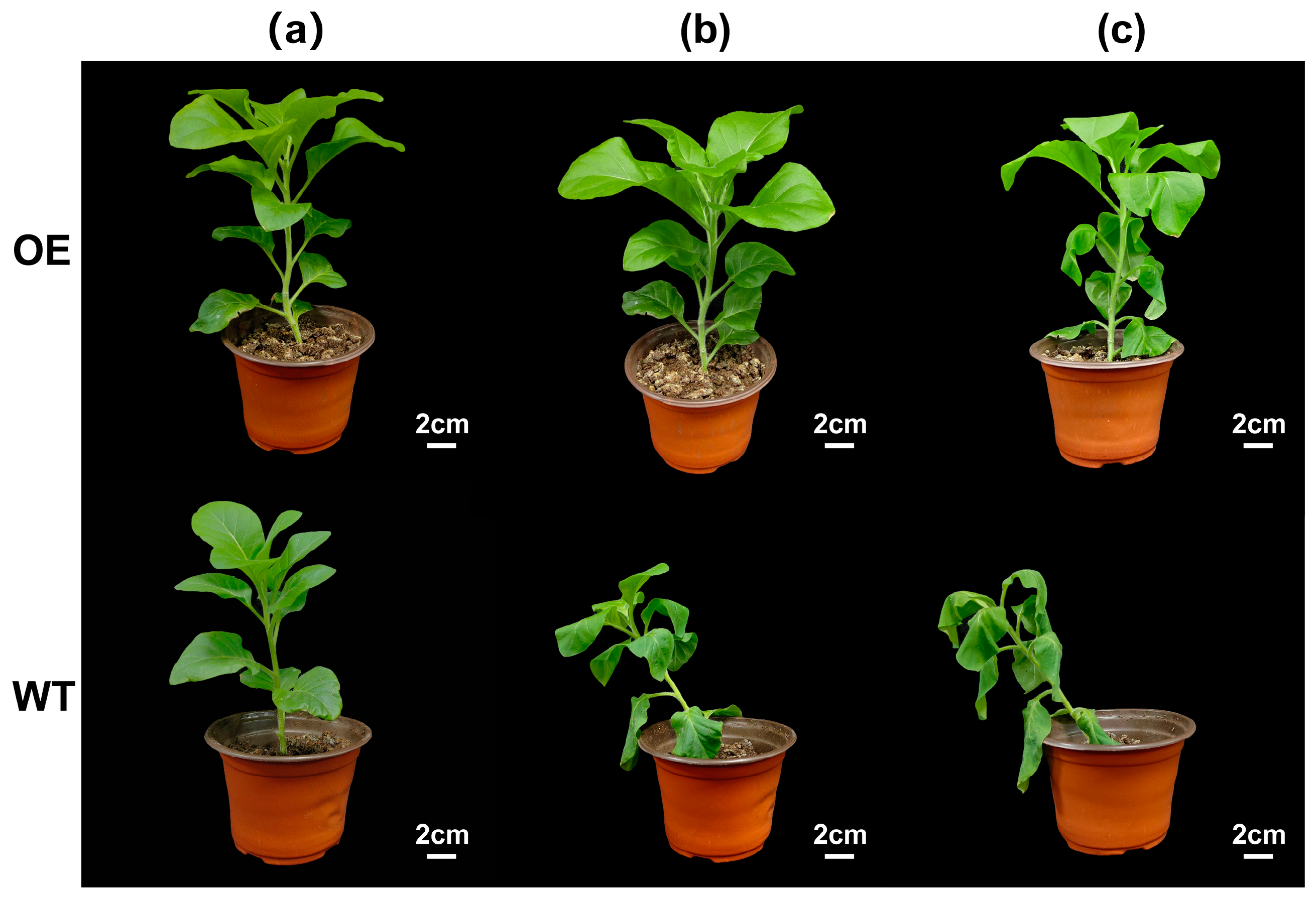 Horticulturae 10 01010 g005