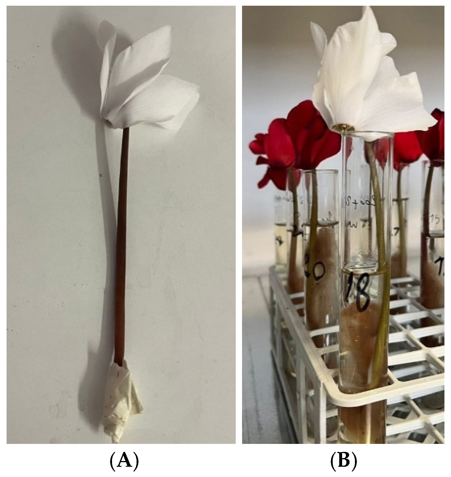 Prolonging Cyclamen Flower Vase Life via 8-HQS and AgNO3