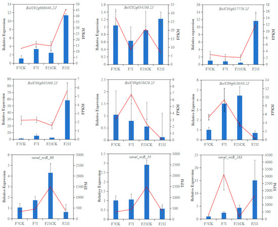 ベース LTD -MD500 Medical Tourism in Asia – Okinawa Hai