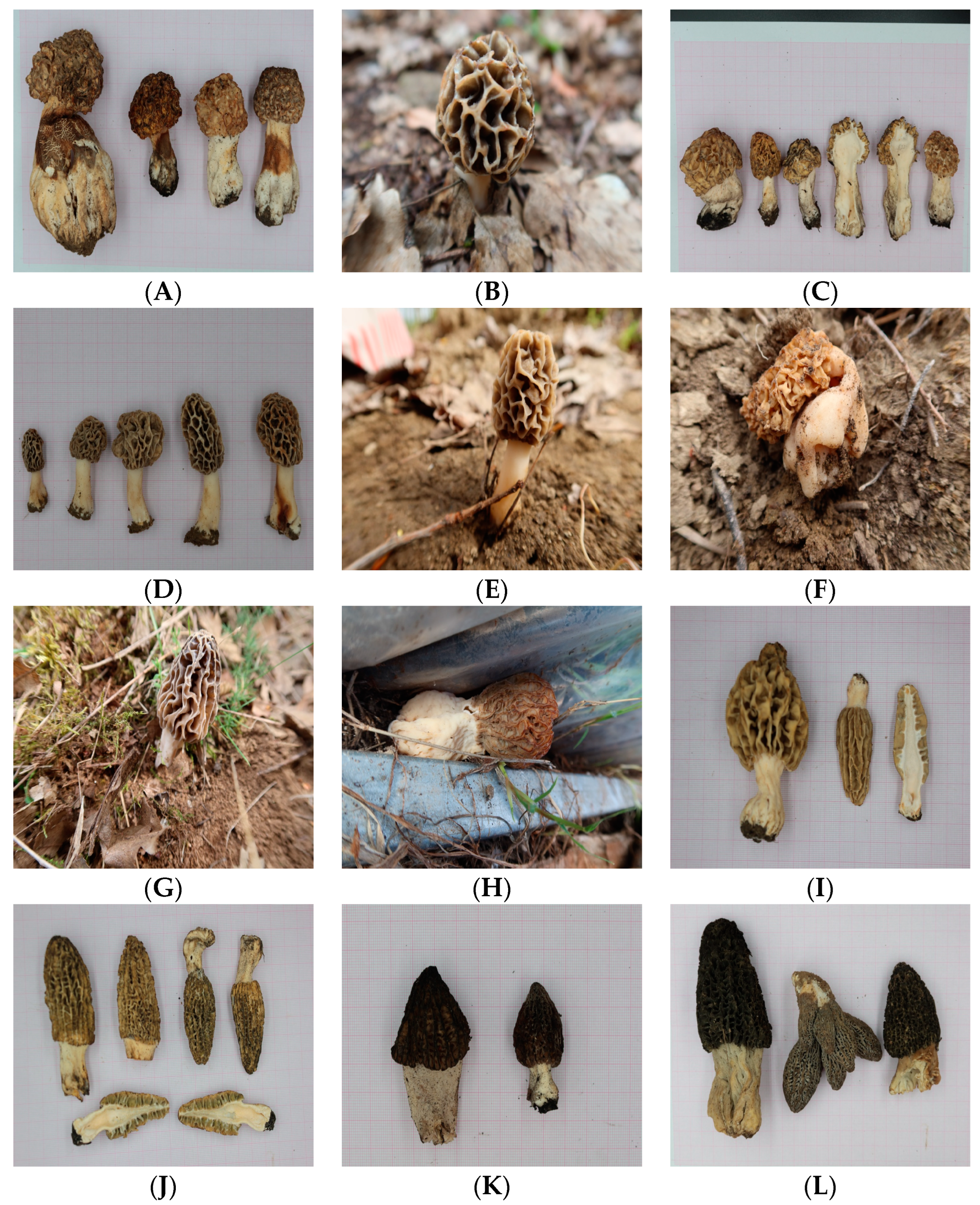 Horticulturae 10 01020 g002a