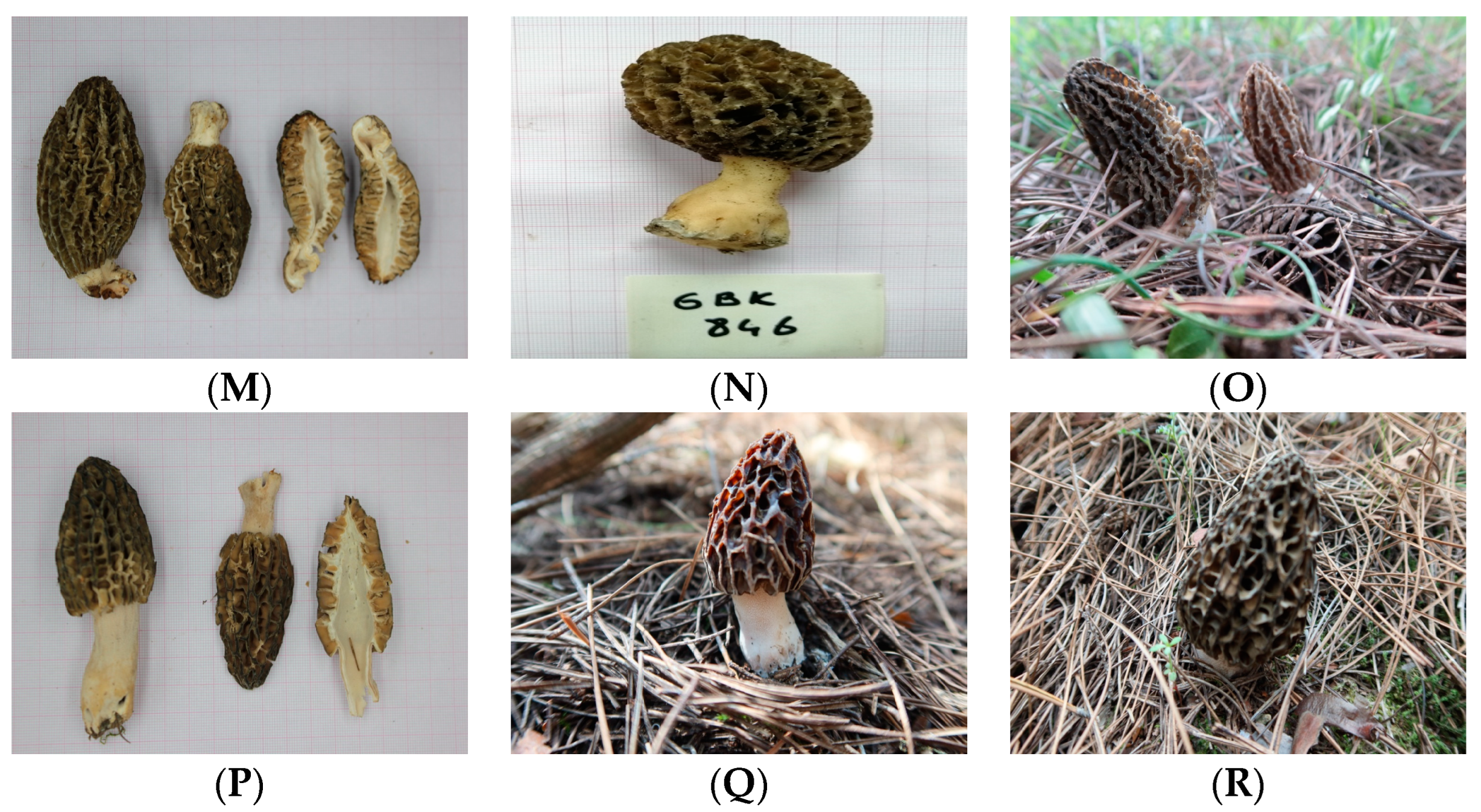 Horticulturae 10 01020 g002b