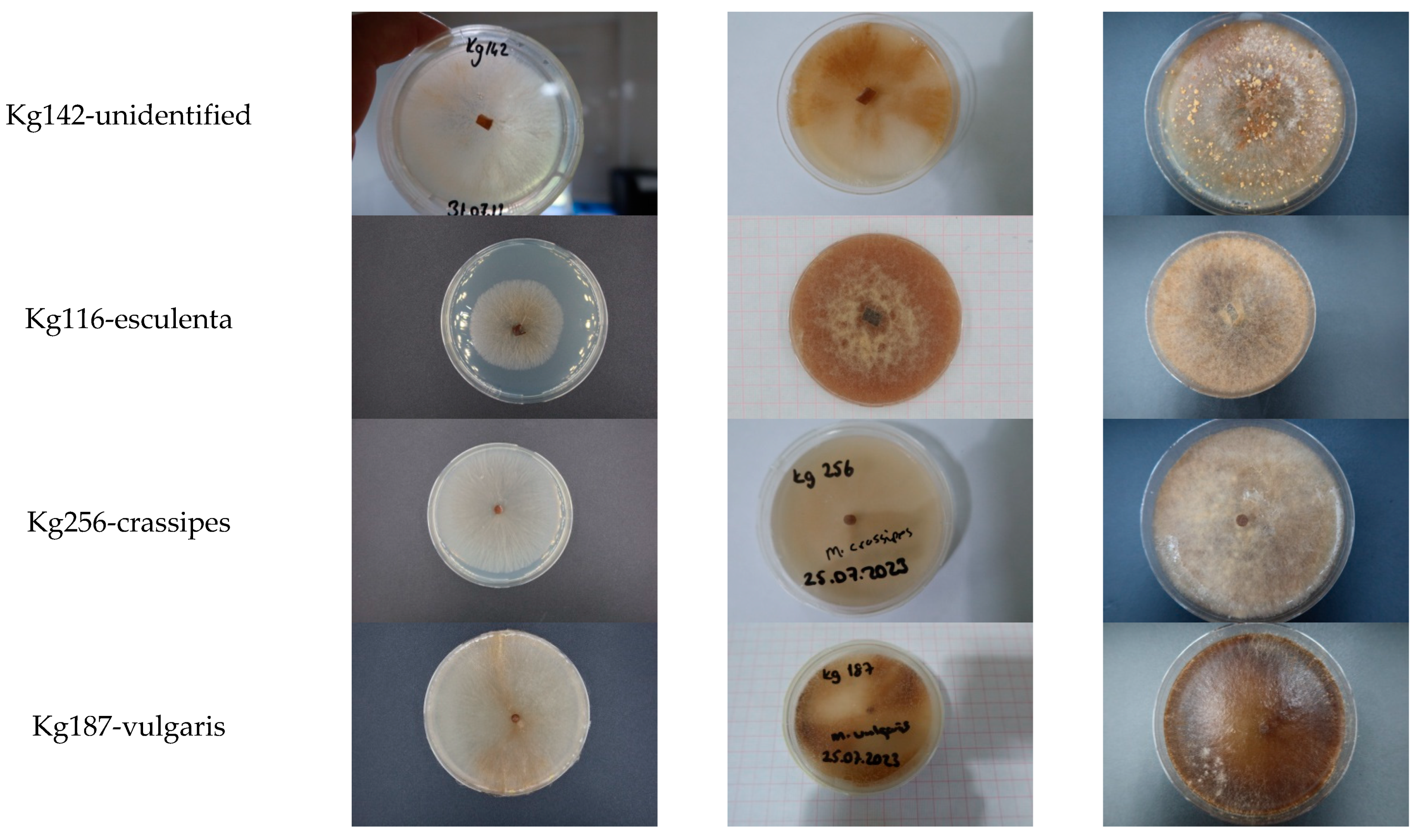 Horticulturae 10 01020 g003b