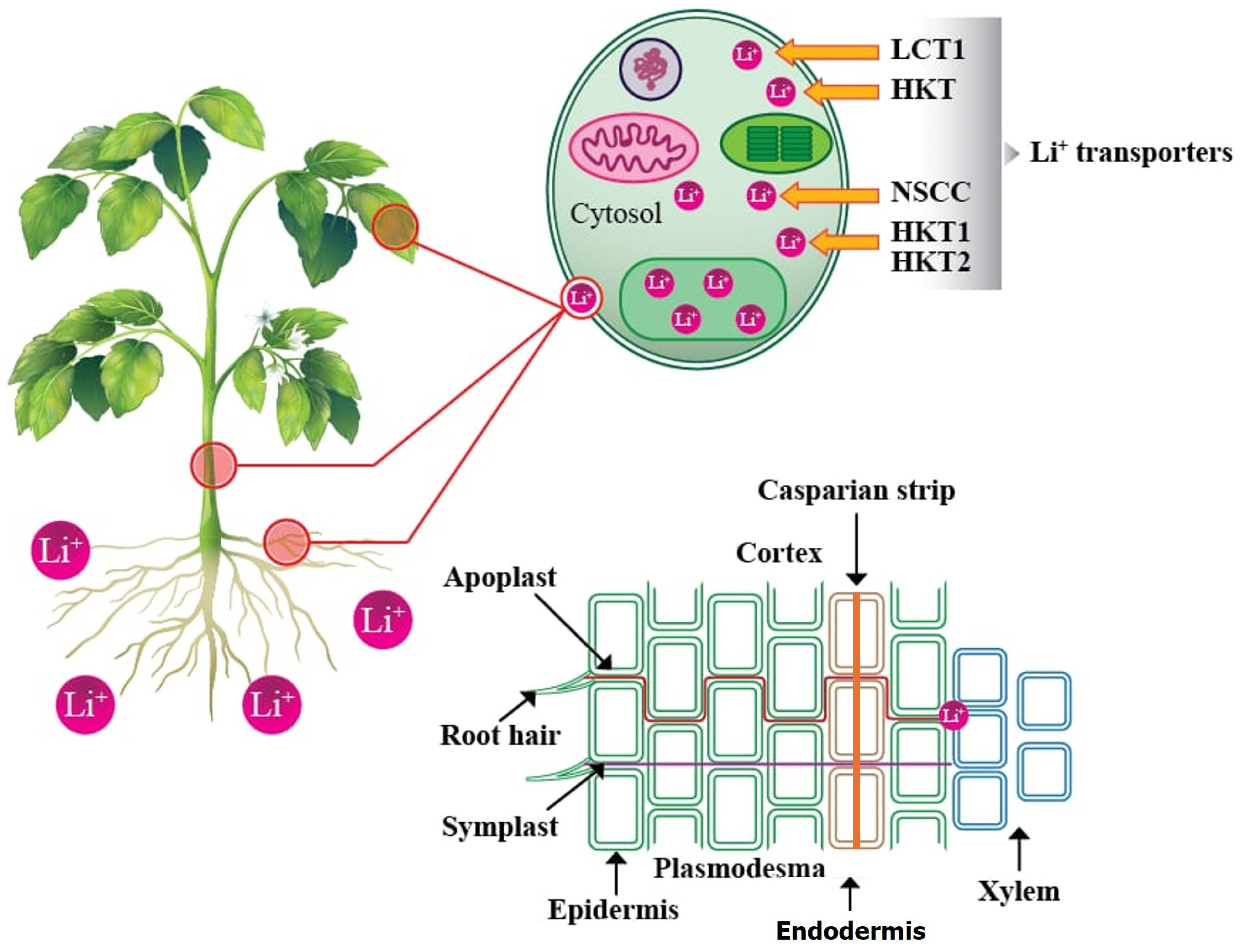 Horticulturae 10 01022 g002