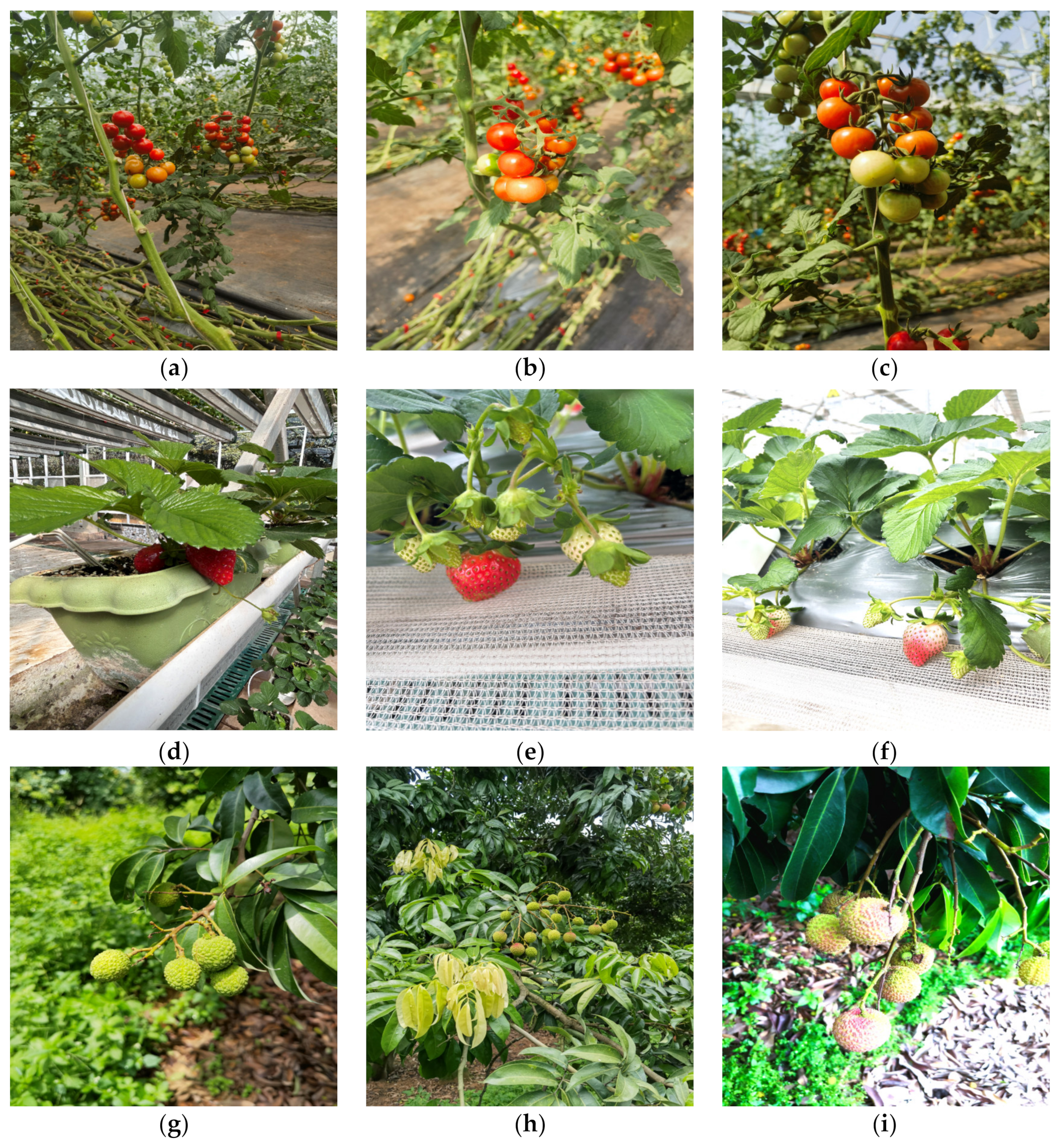 Horticulturae 10 01024 g001a