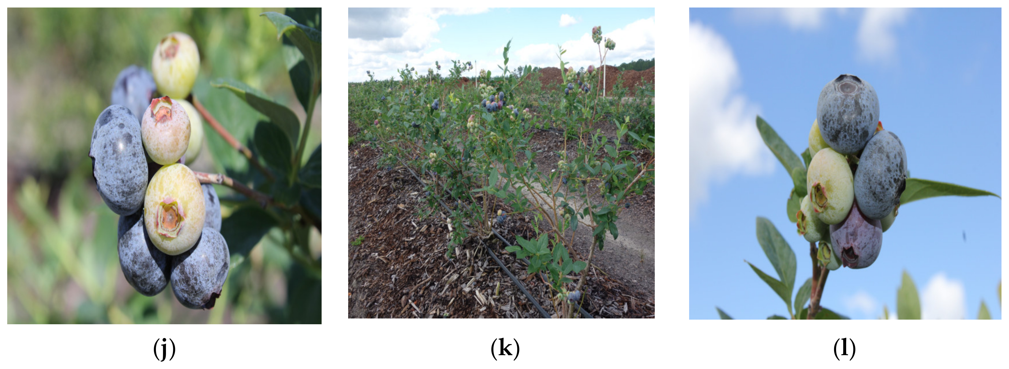 Horticulturae 10 01024 g001b