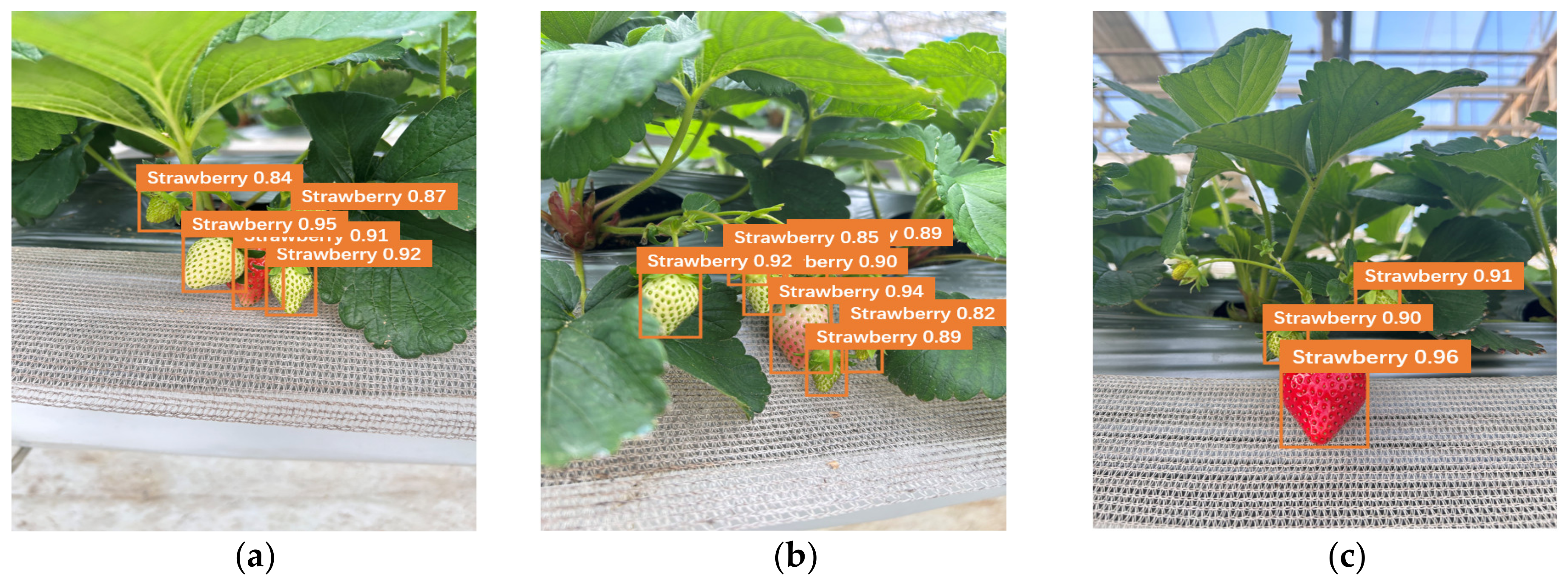Horticulturae 10 01024 g006a
