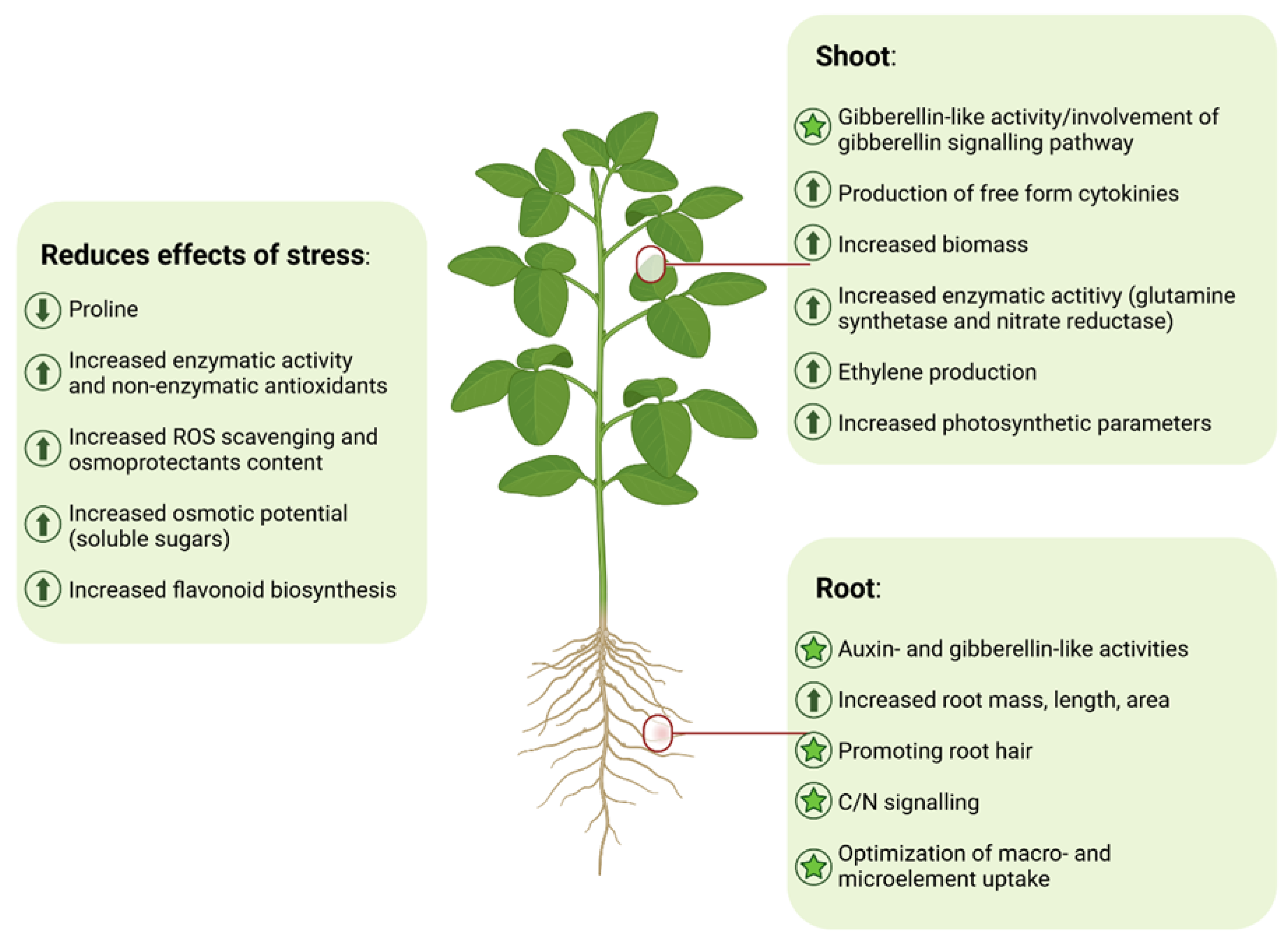 Horticulturae 10 01041 g004