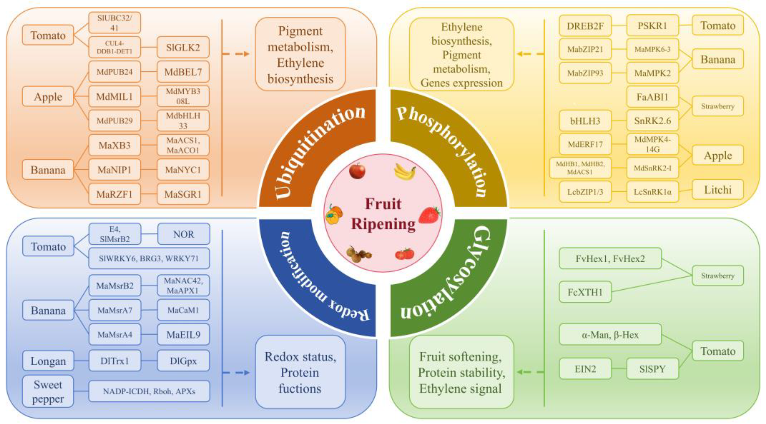 Horticulturae 10 01042 g001