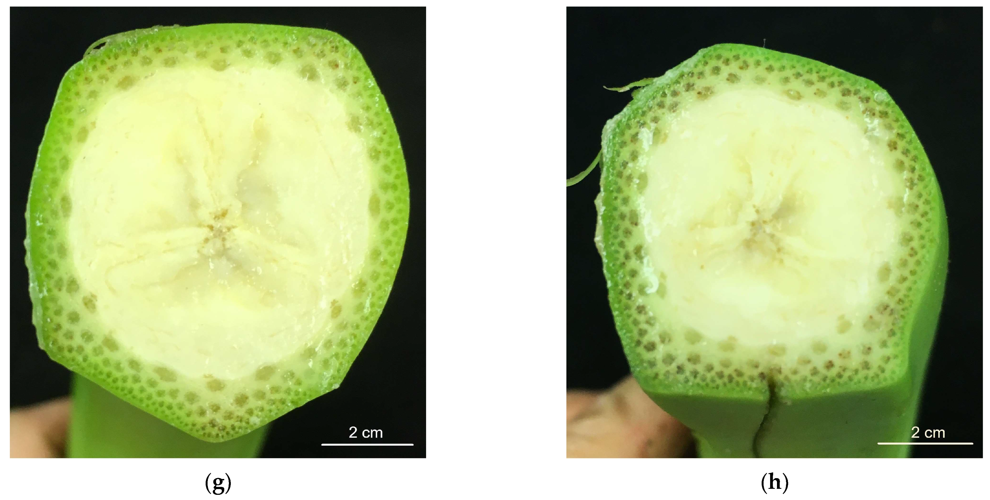 Horticulturae 10 01050 g004b