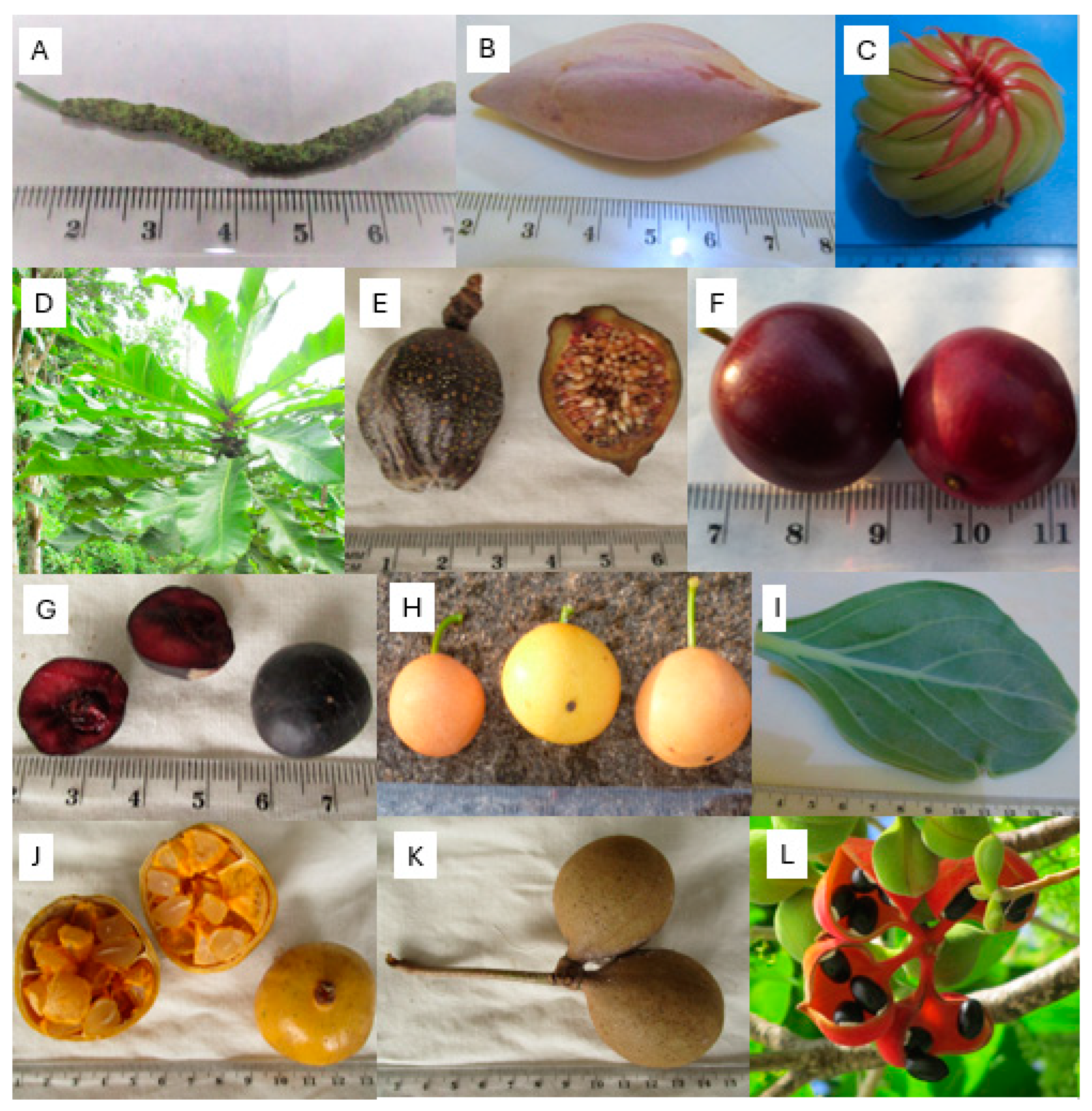 Horticulturae 10 01051 g001 Horticulturae 10 01051 g001