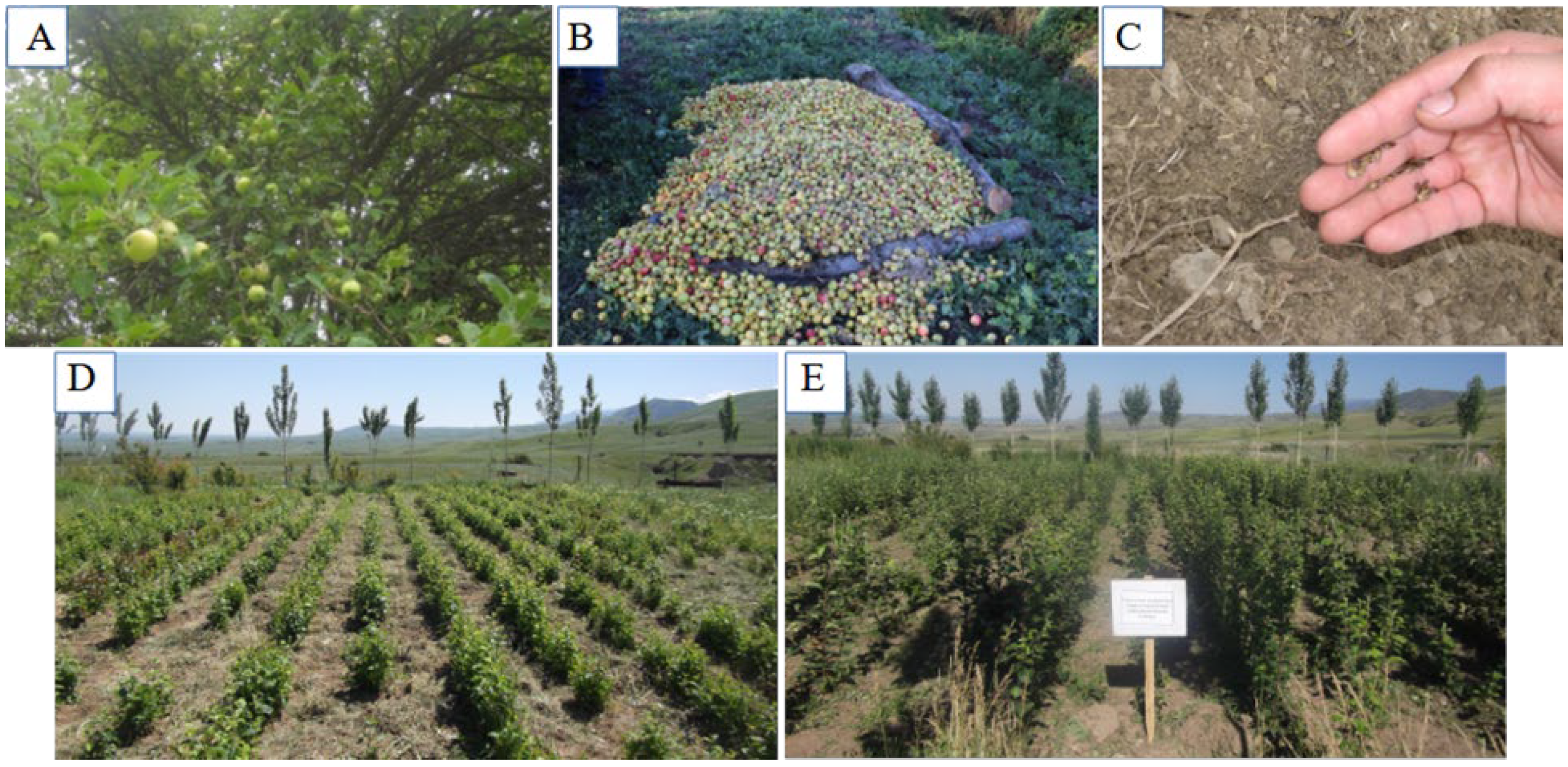 Horticulturae 10 01052 g001