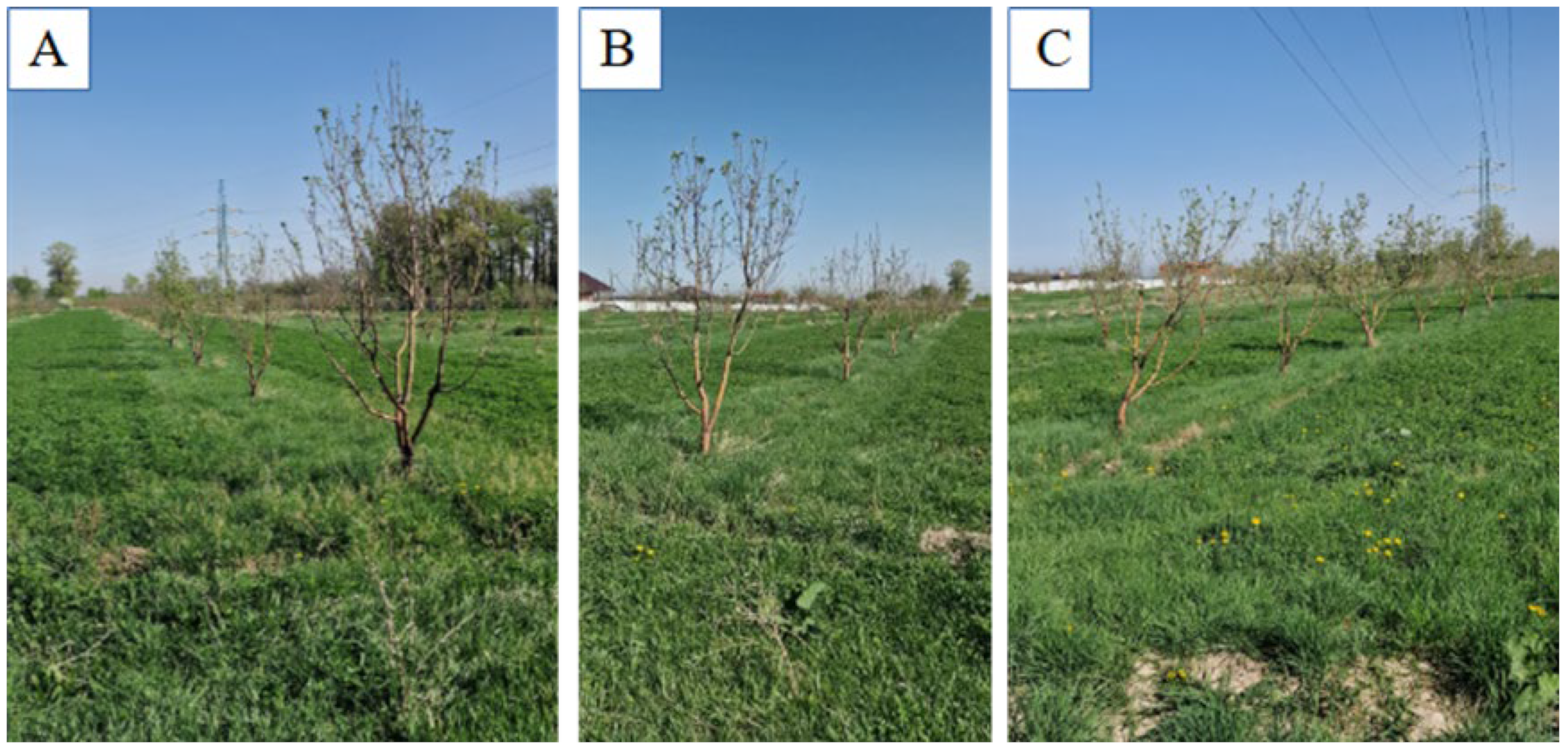 Horticulturae 10 01052 g002