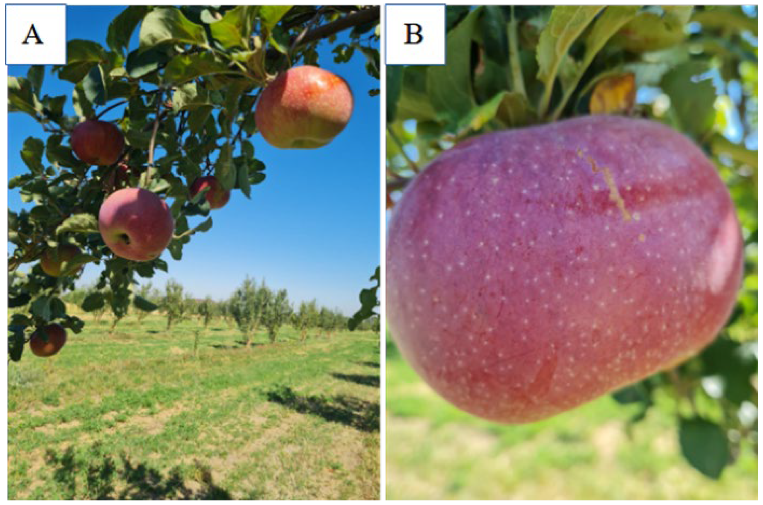 Horticulturae 10 01052 g003