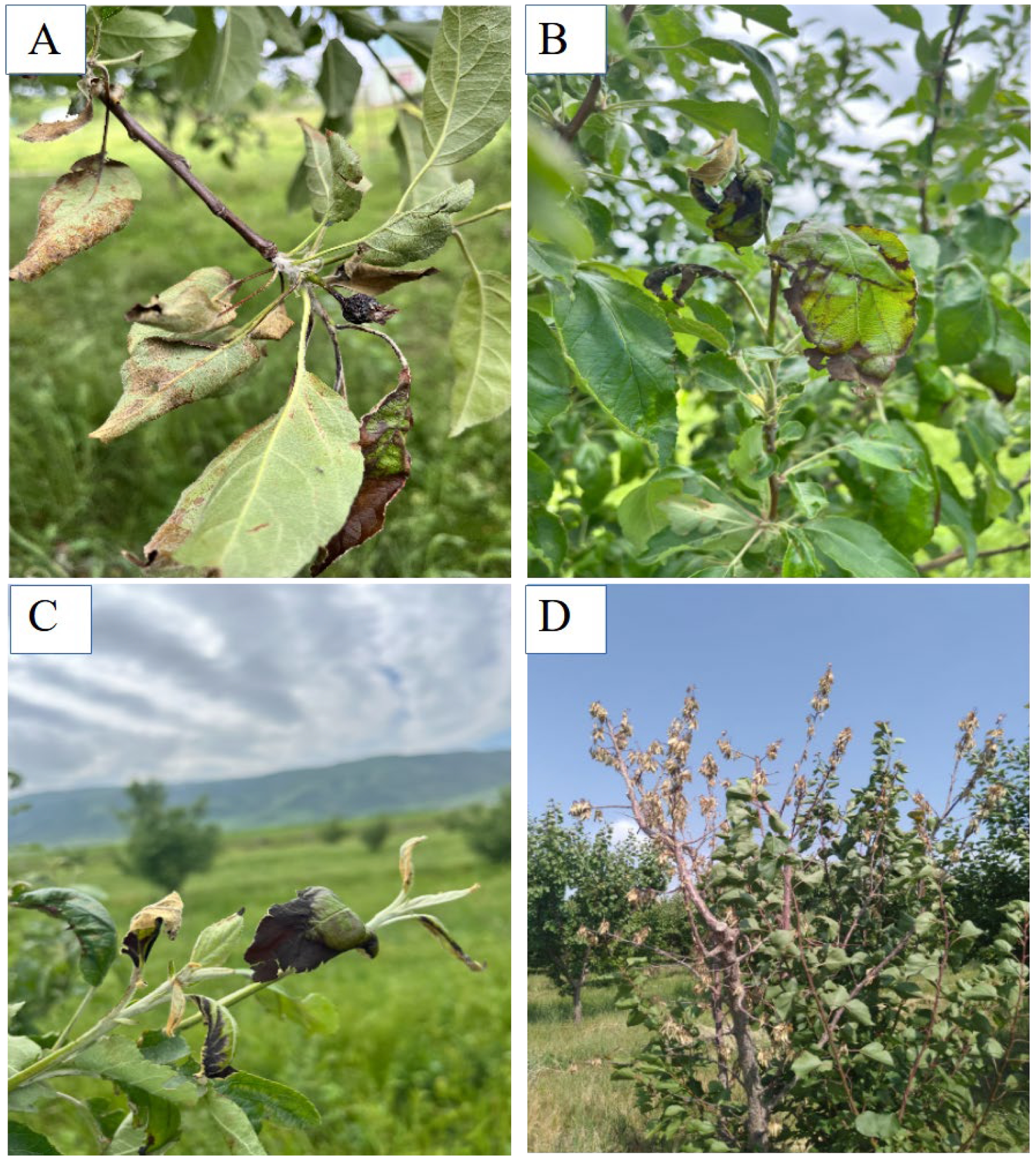 Horticulturae 10 01052 g005