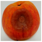 Horticulturae 10 01064 i003 Horticulturae 10 01064 i003