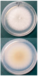 Horticulturae 10 01064 i005 Horticulturae 10 01064 i005