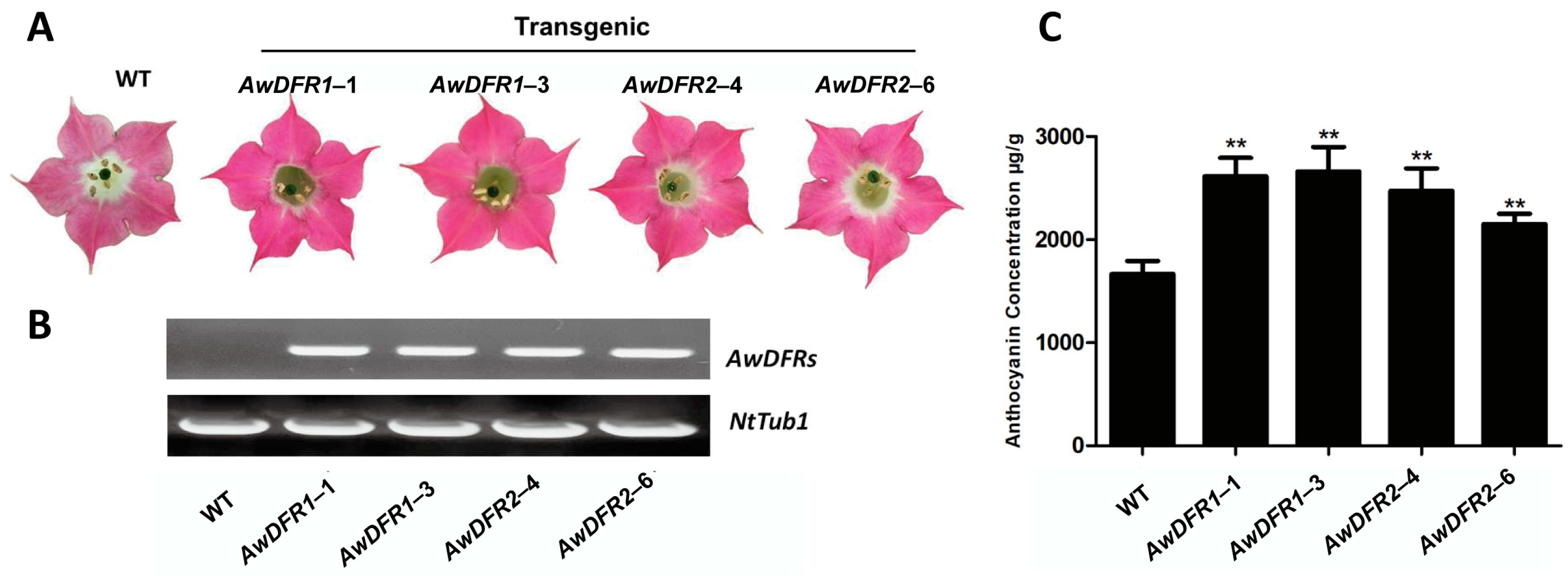 Horticulturae 10 01068 g011