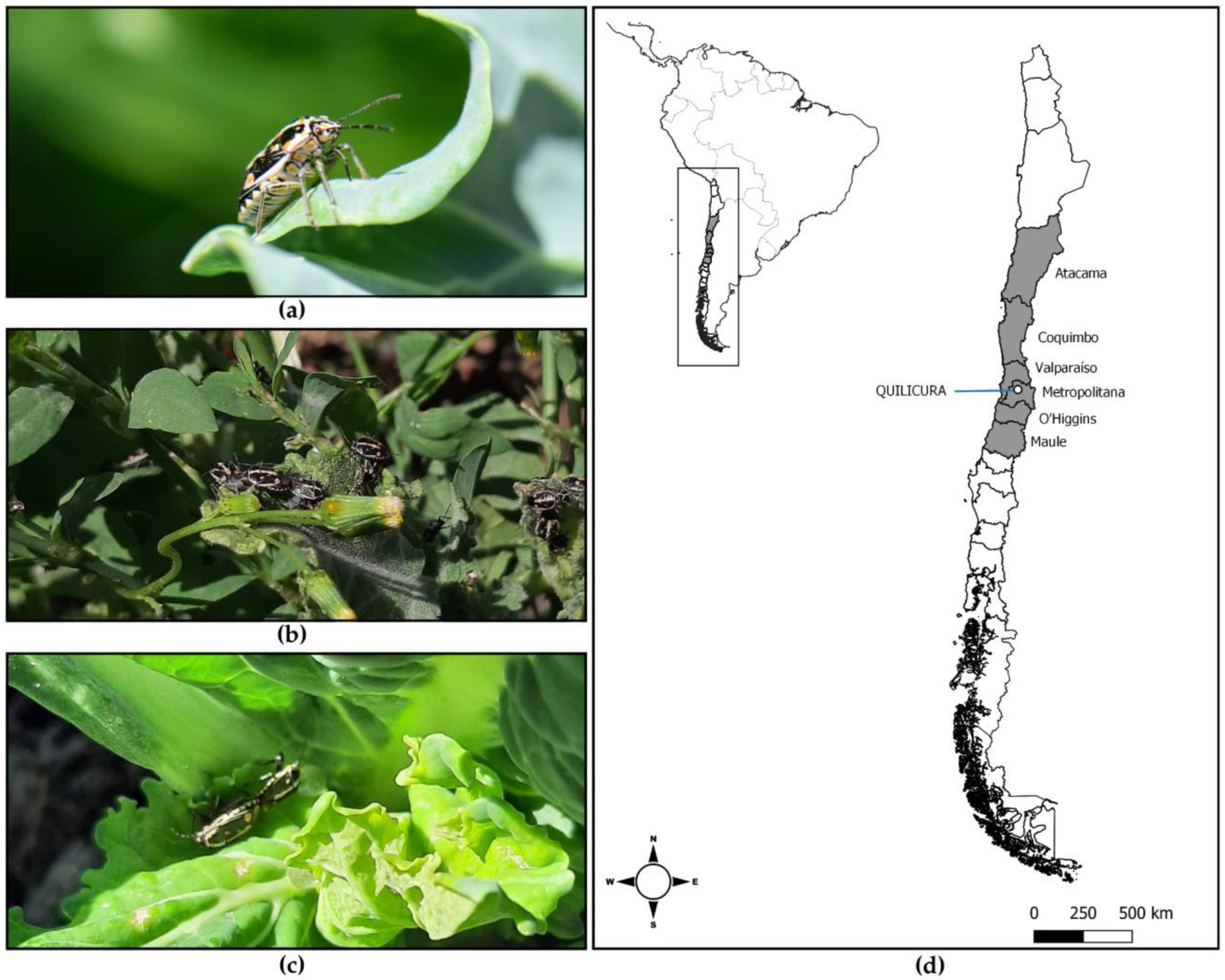 Horticulturae 10 01072 g001 Horticulturae 10 01072 g001