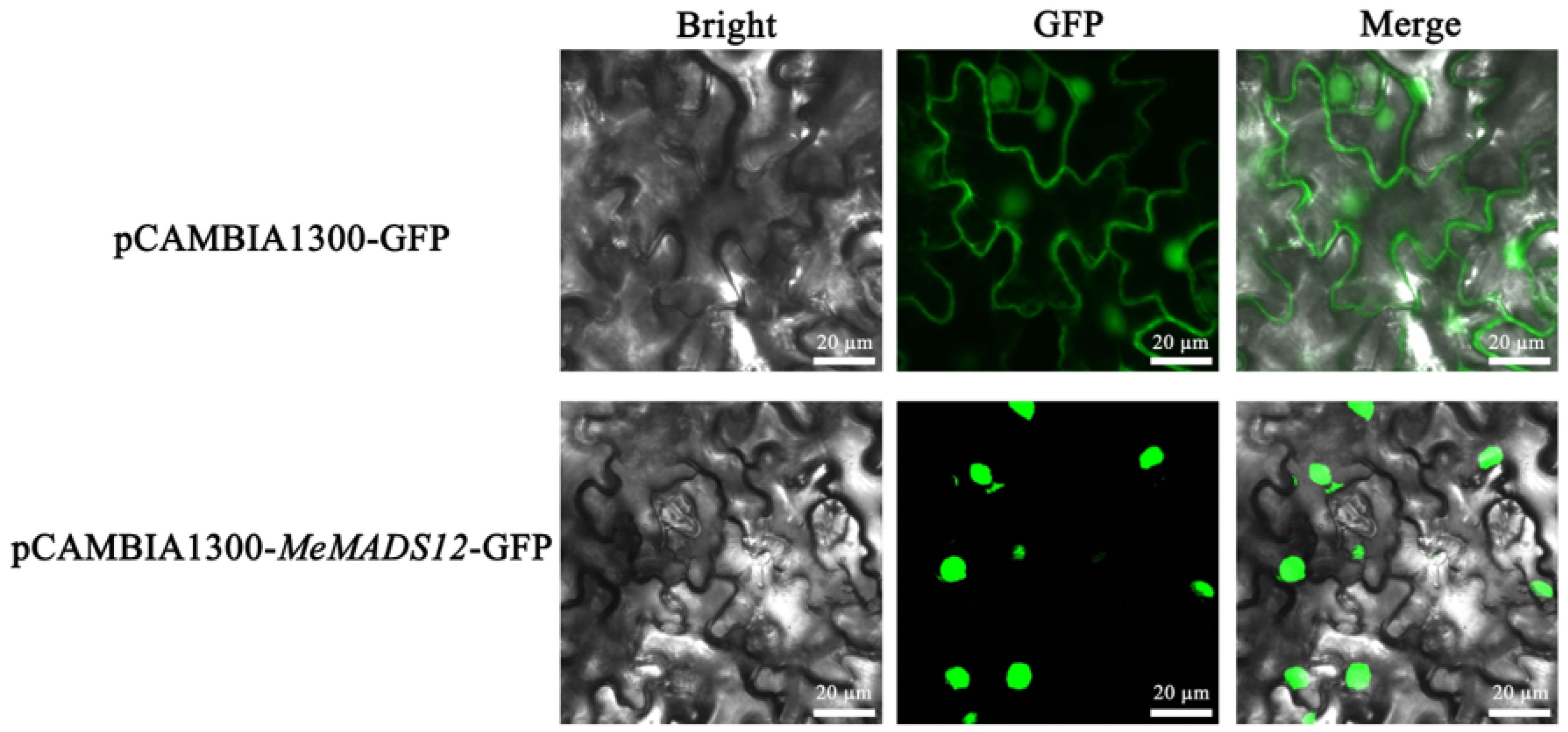 Horticulturae 10 01073 g010