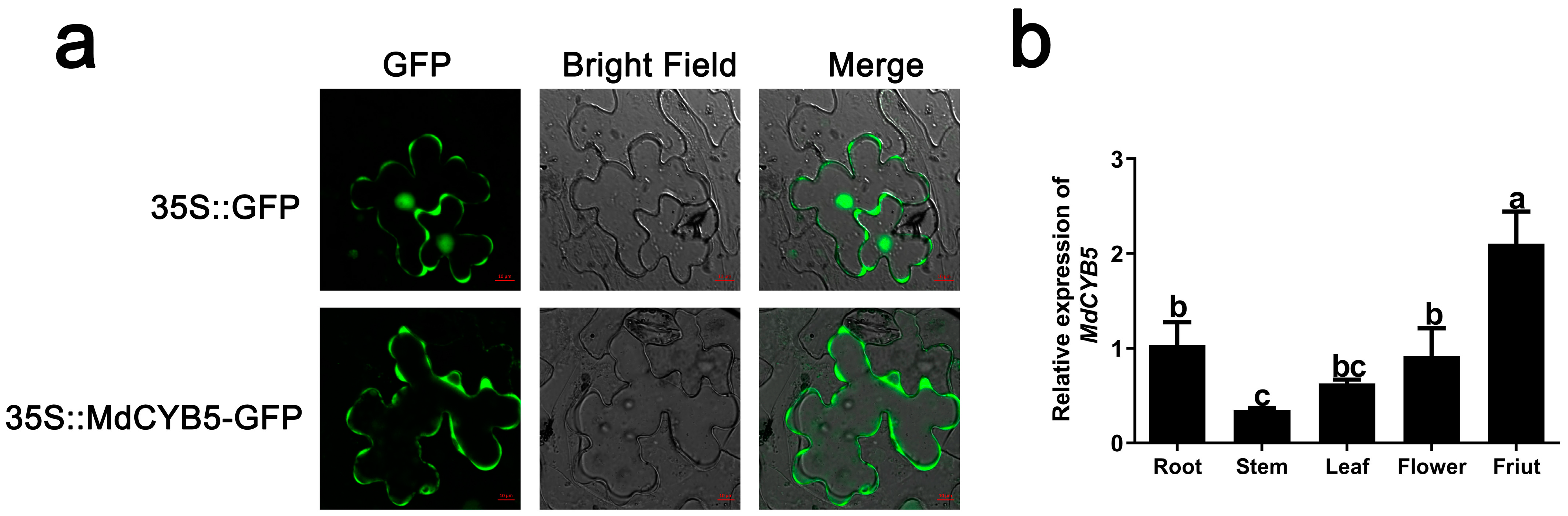 Horticulturae 10 01075 g002