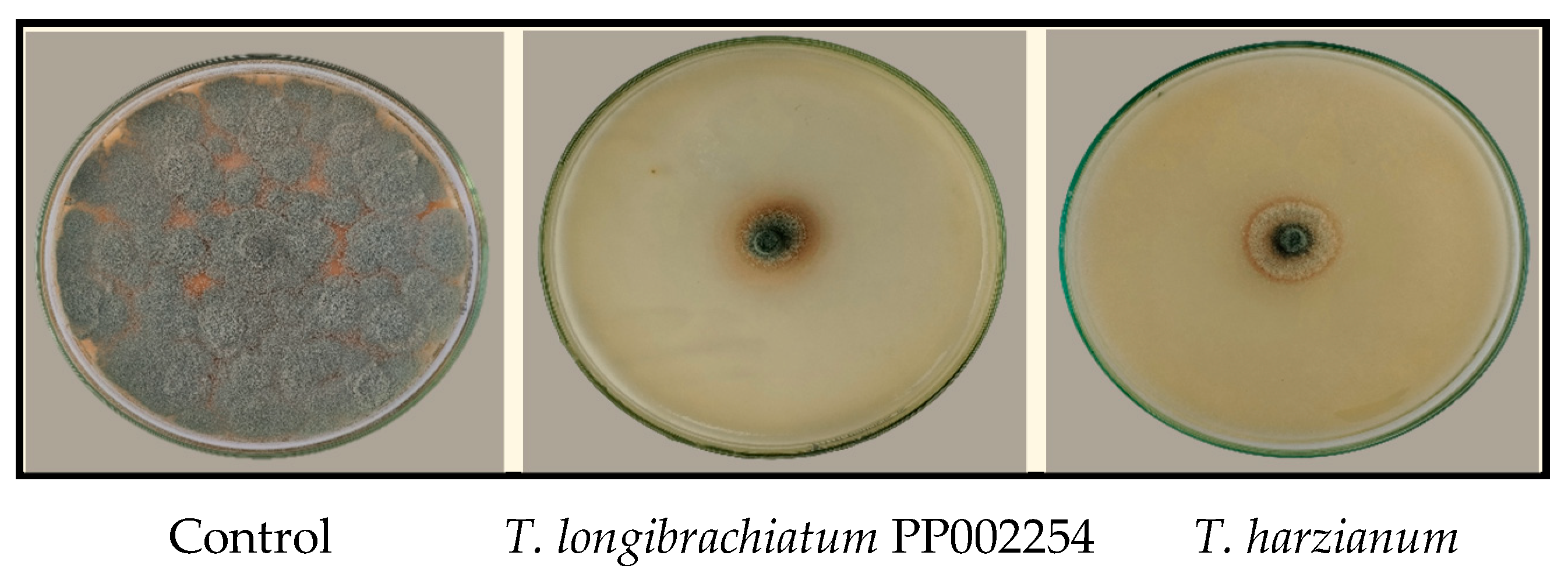 Horticulturae 10 01076 g003