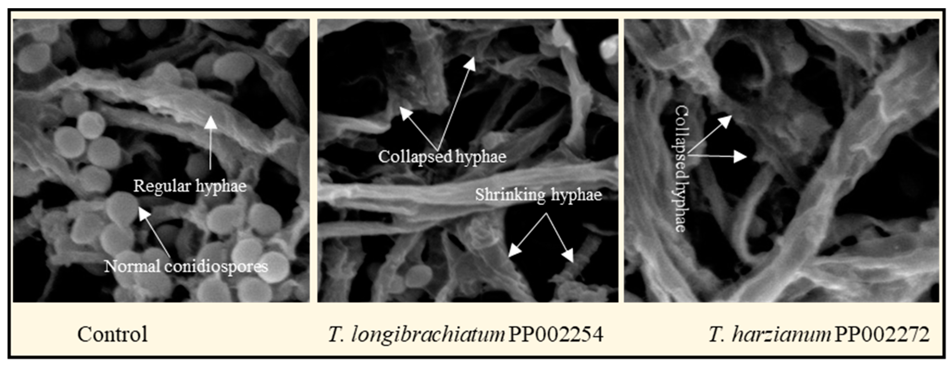 Horticulturae 10 01076 g004