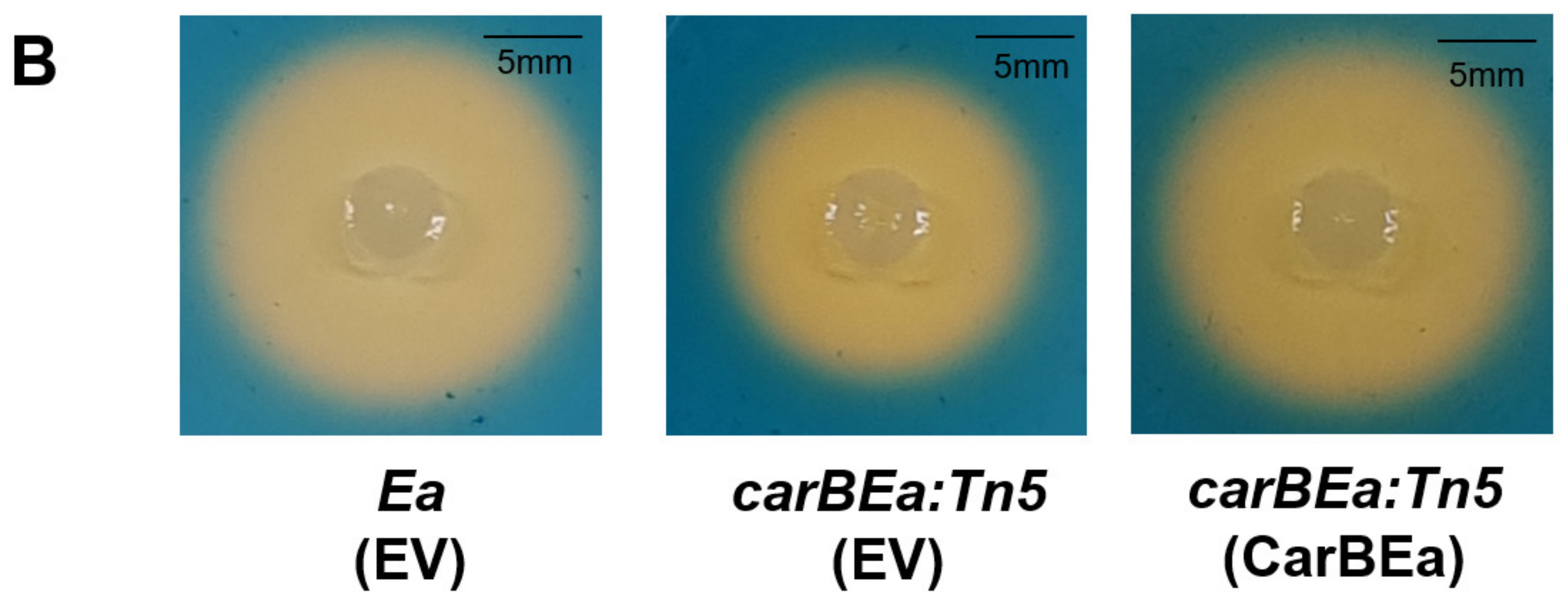 Horticulturae 10 01080 g005b Horticulturae 10 01080 g005b