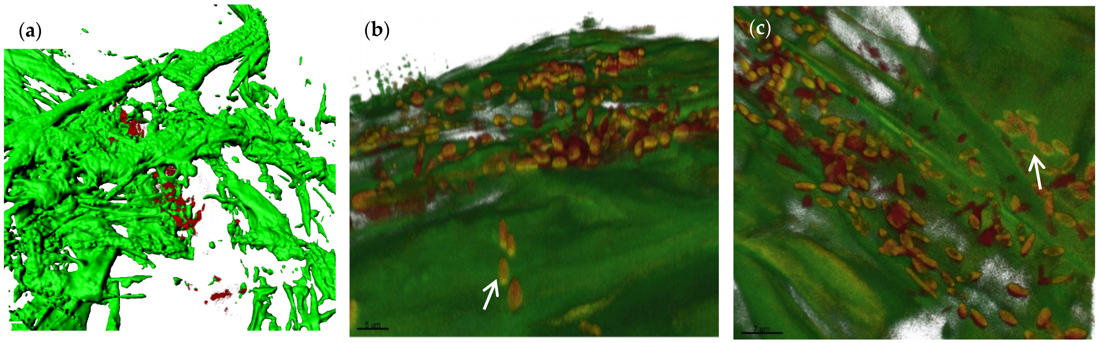 Horticulturae 10 01095 g002