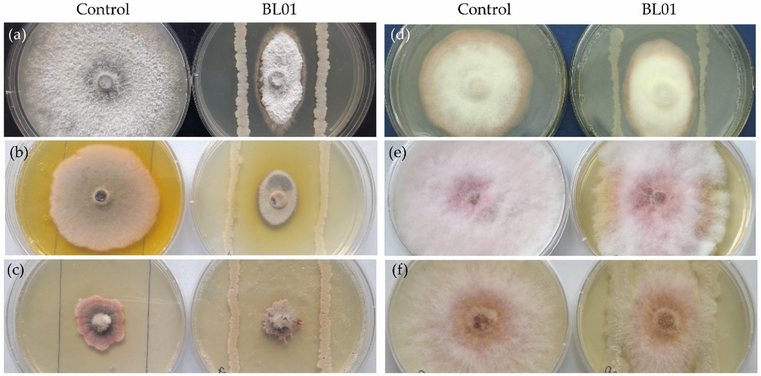 Horticulturae 10 01095 g003