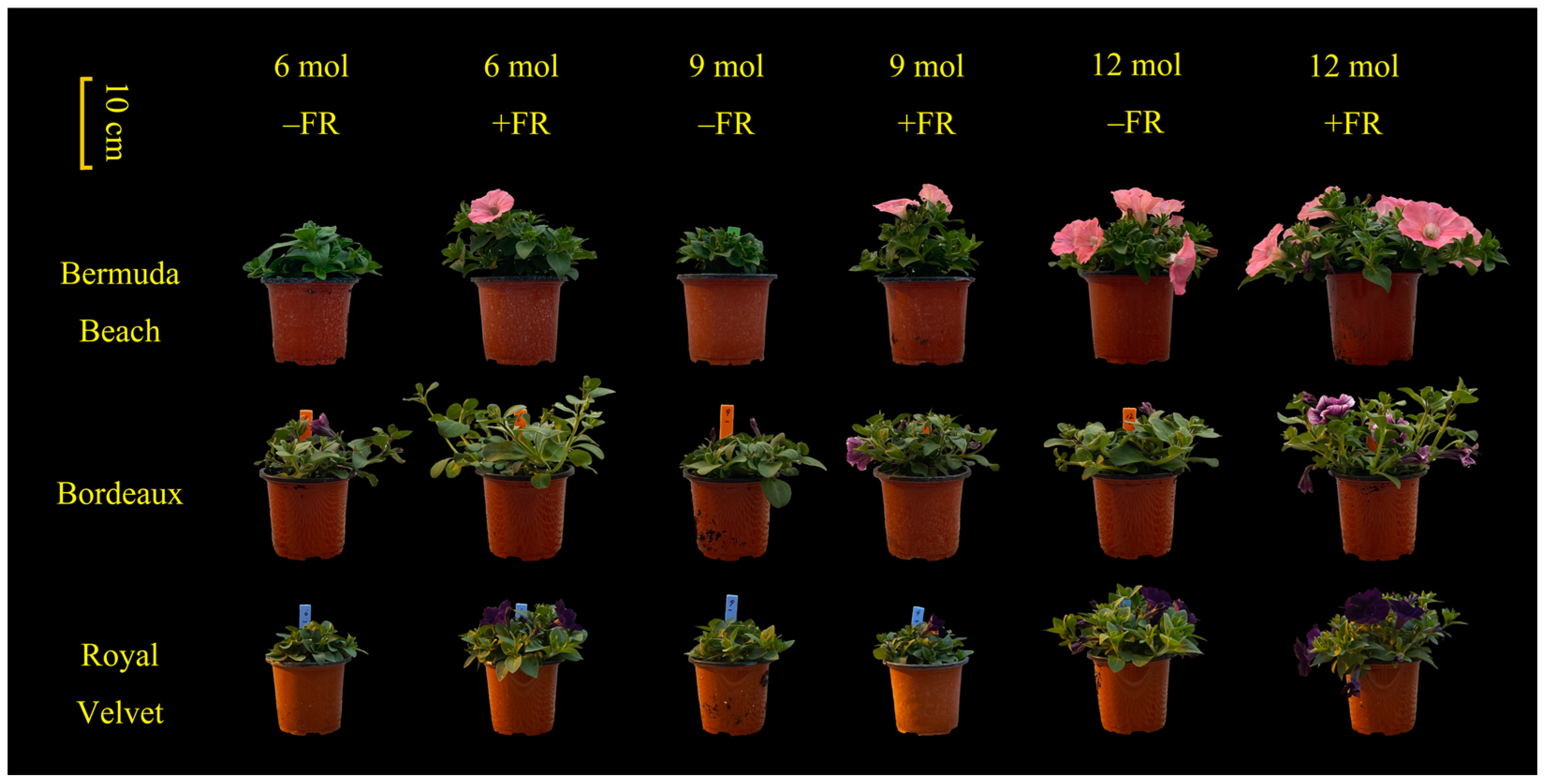 Horticulturae 10 01106 g006
