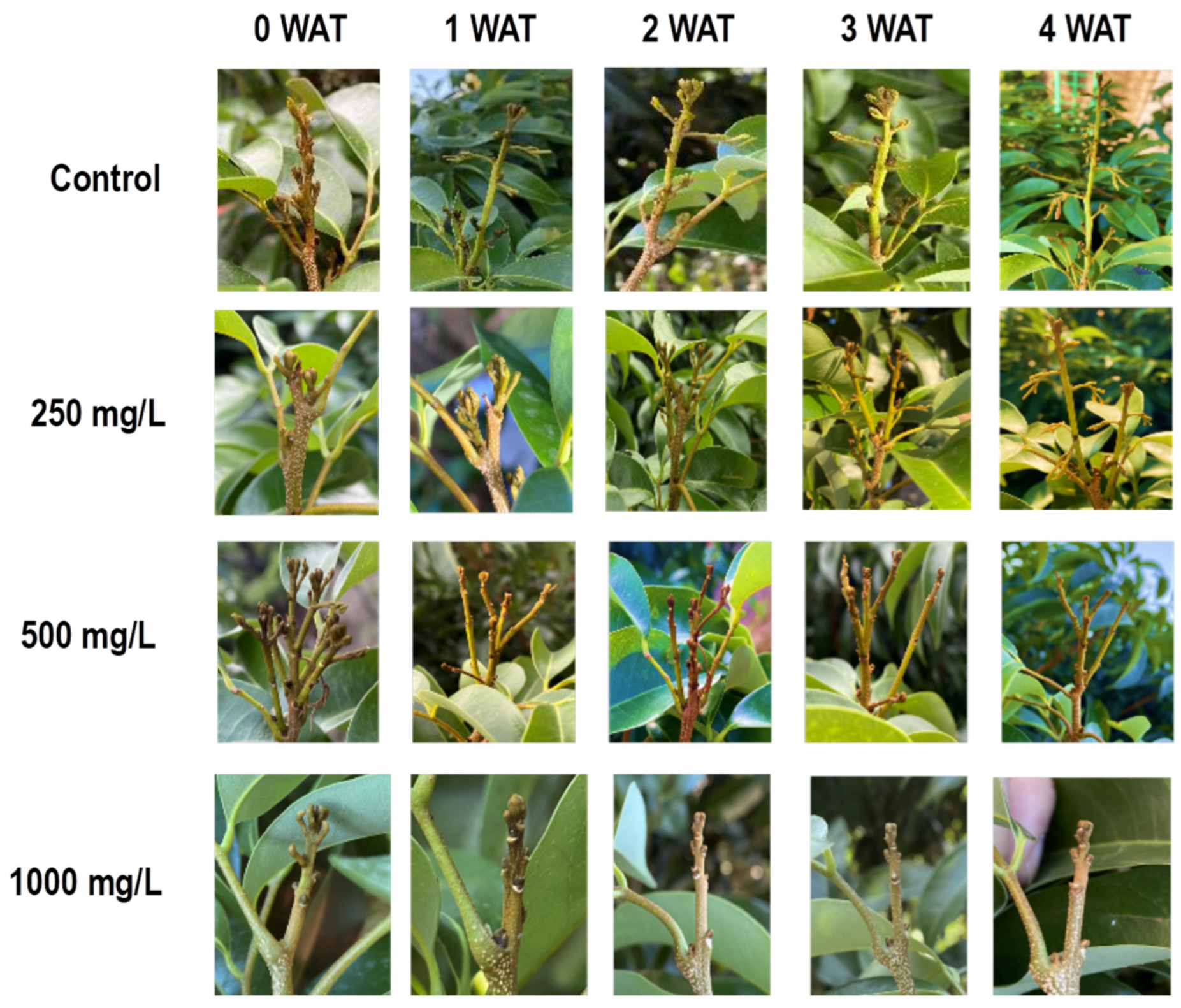 Horticulturae 10 01109 g002