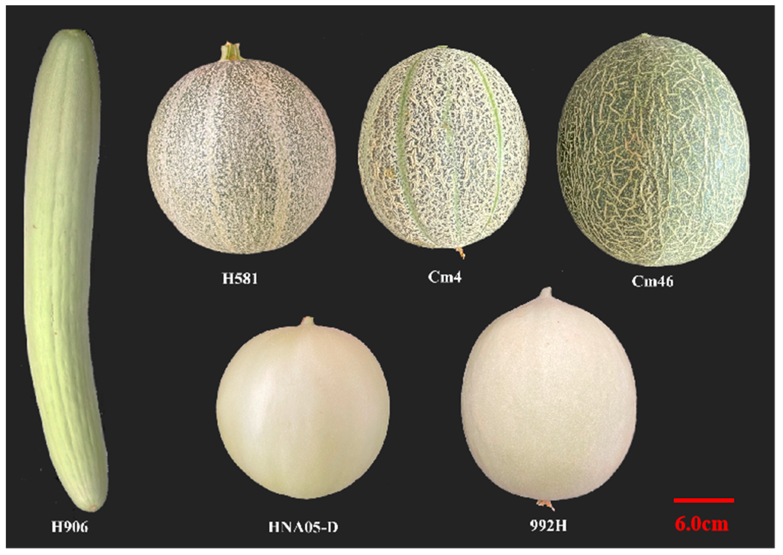 Horticulturae 10 01115 g001