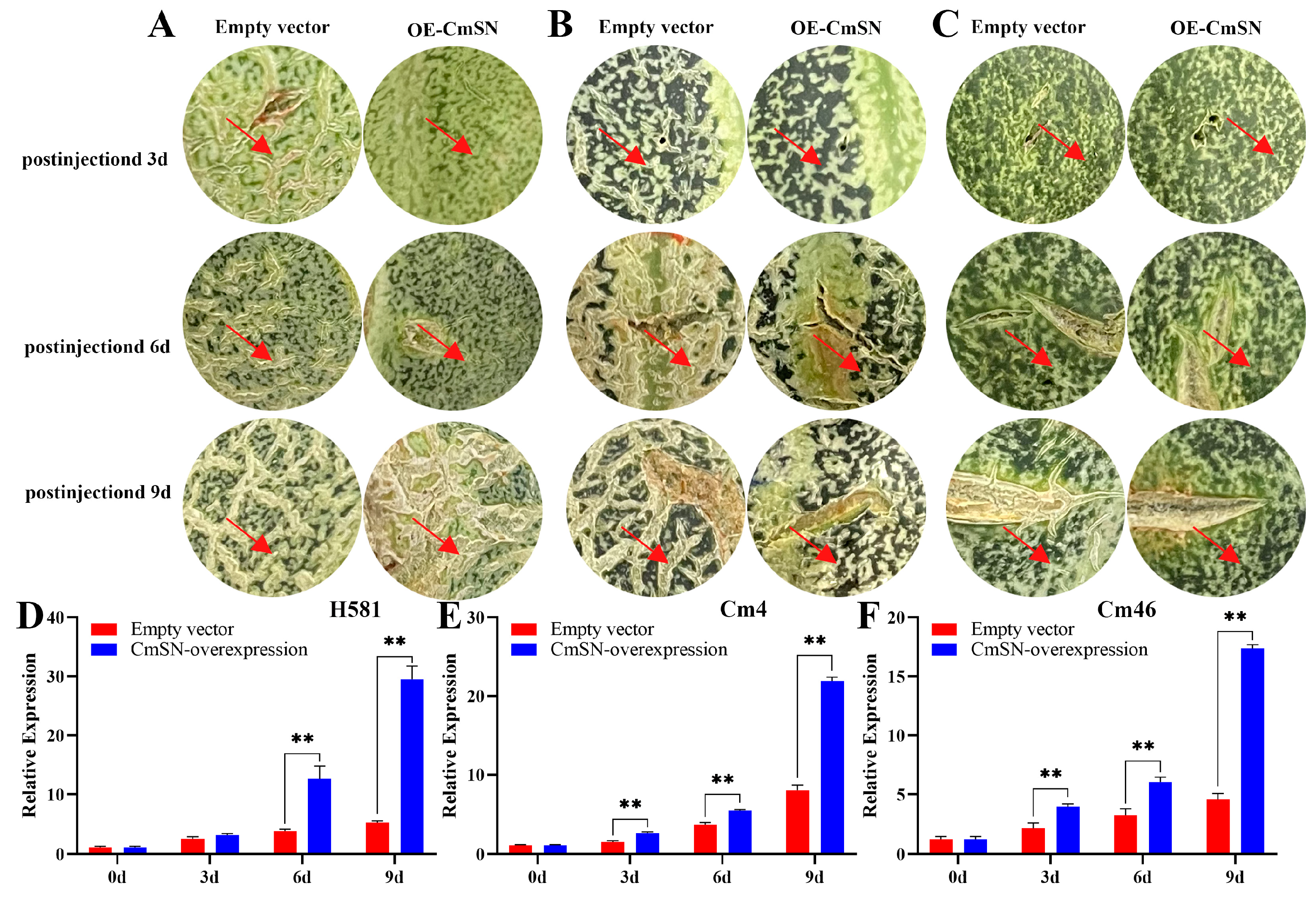 Horticulturae 10 01115 g003
