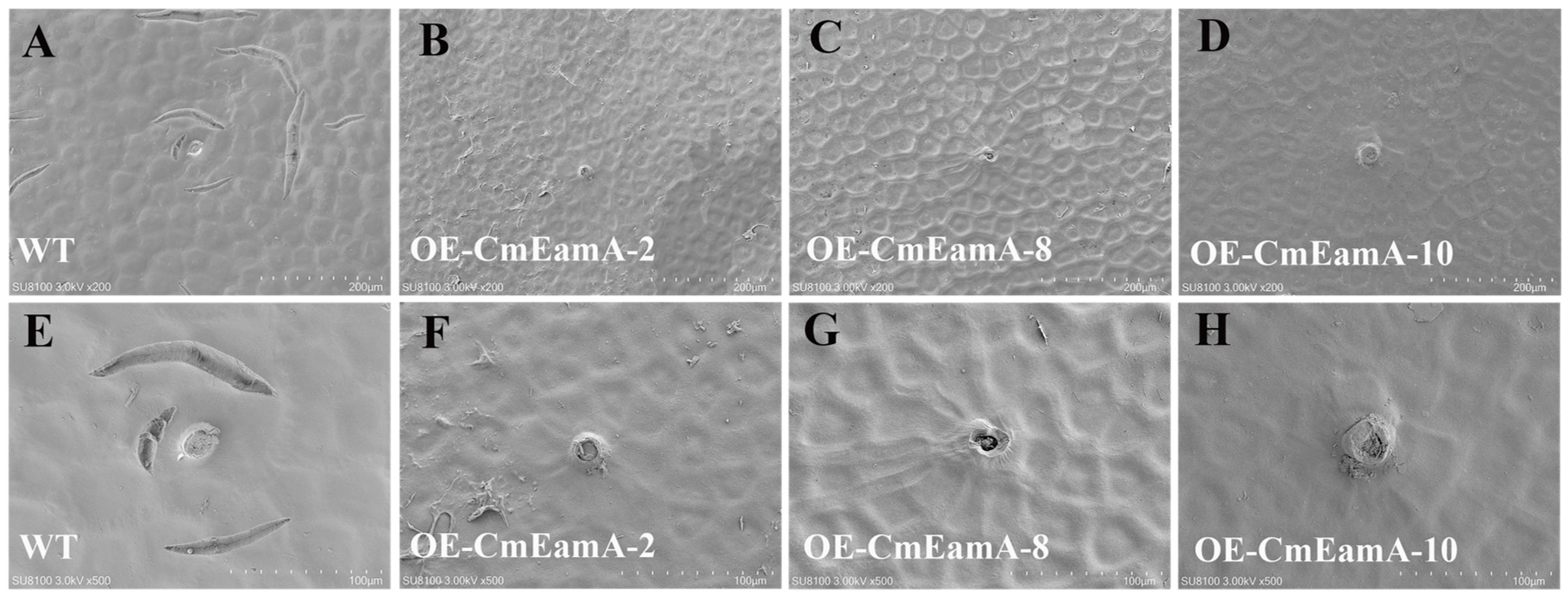 Horticulturae 10 01115 g006