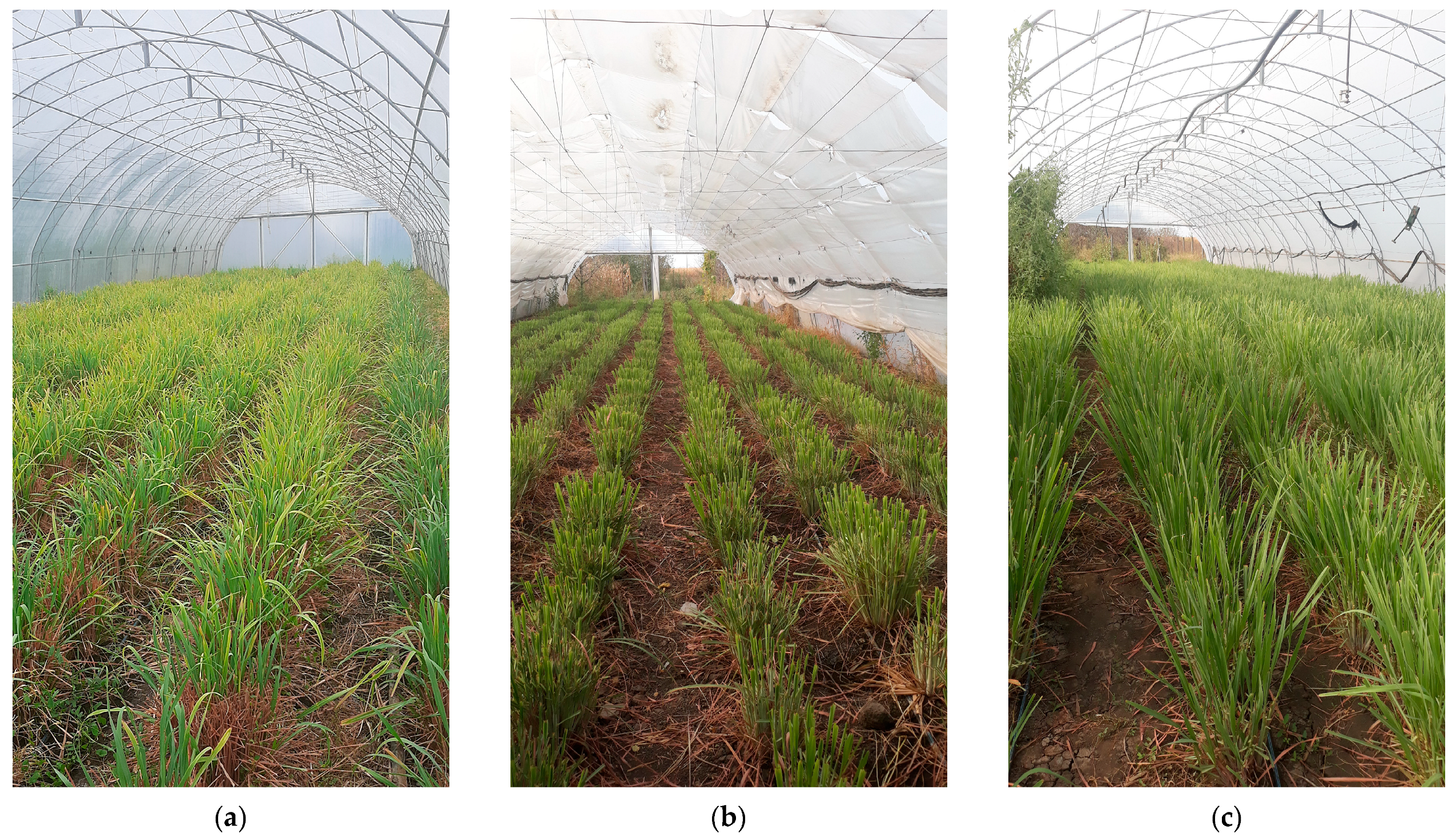 Horticulturae 10 01116 g001