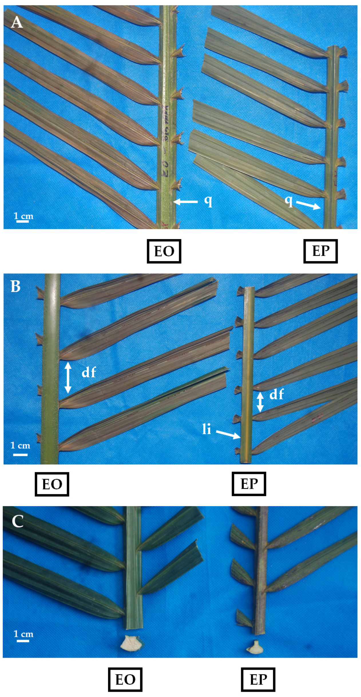 Horticulturae 10 01119 g001 Horticulturae 10 01119 g001