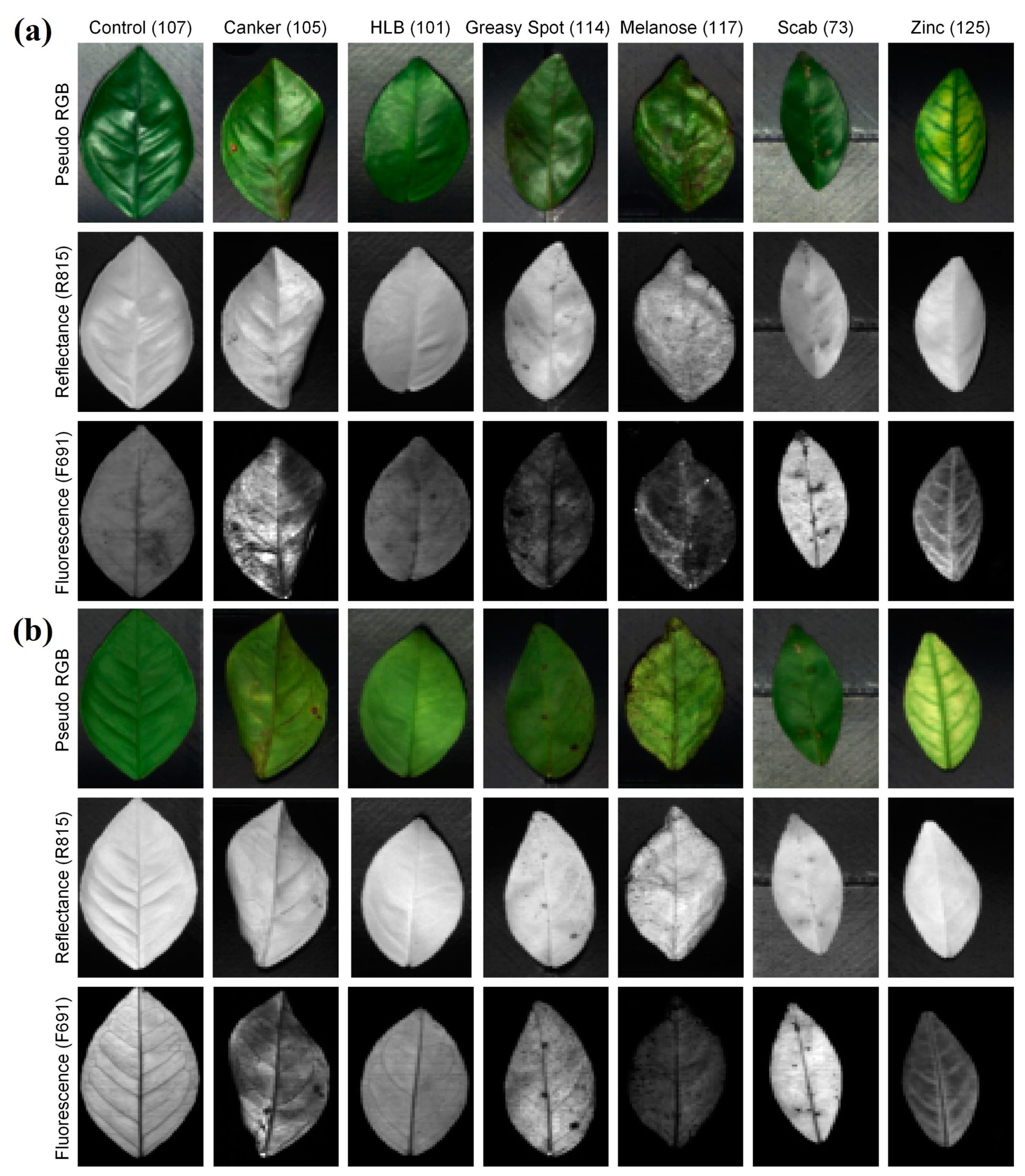 Horticulturae 10 01124 g004