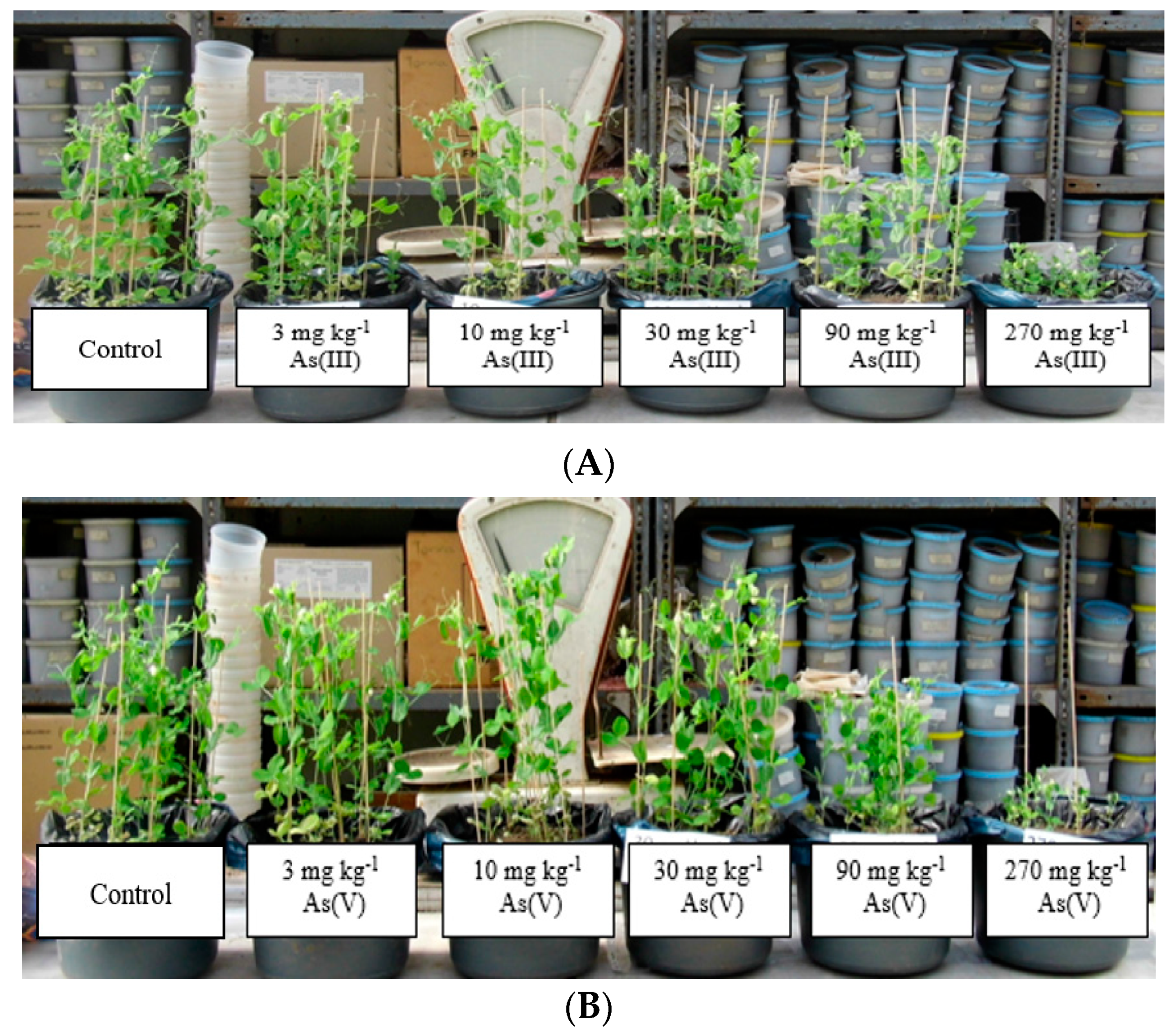 Horticulturae 10 01127 g001