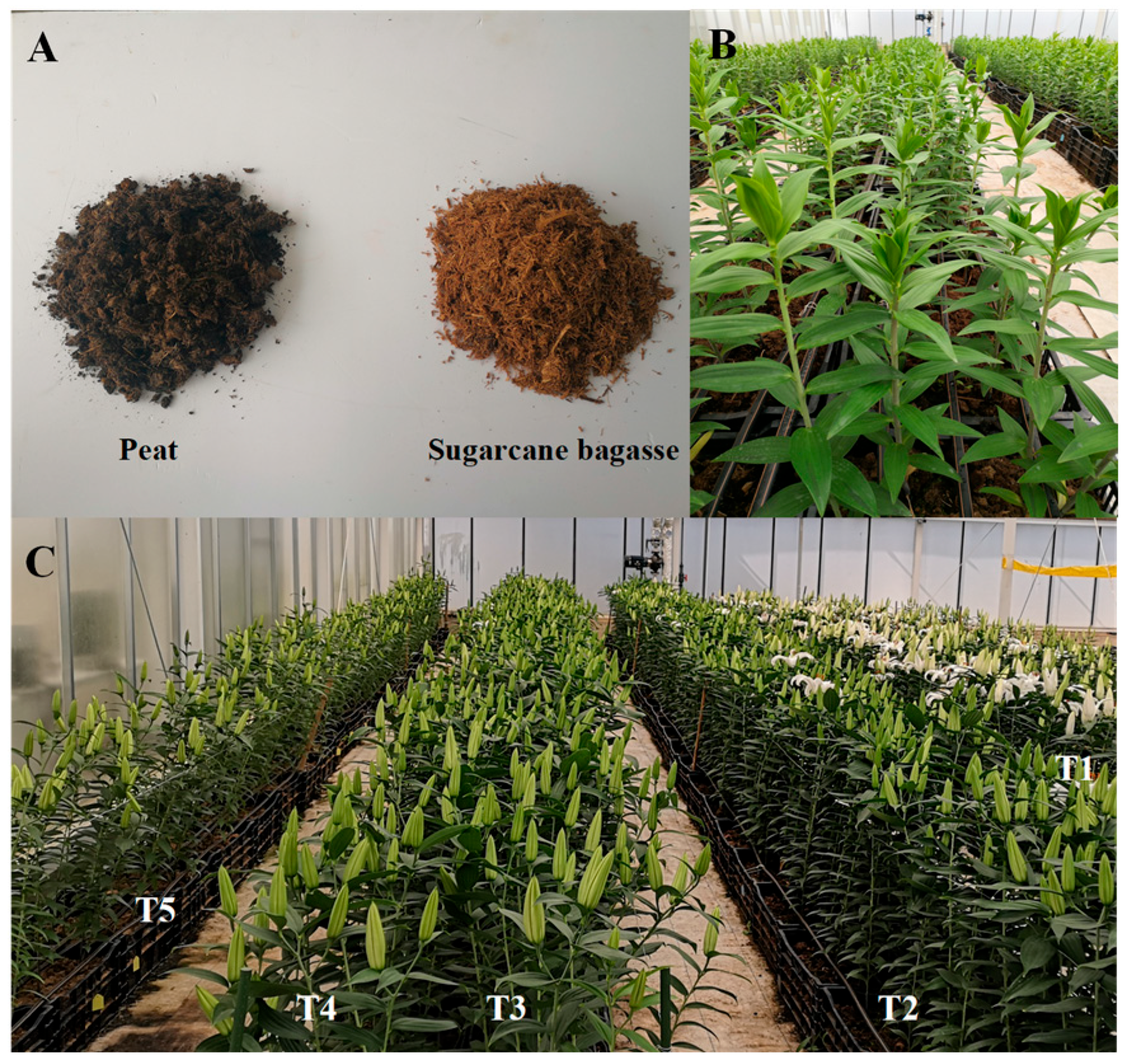 Horticulturae 10 01132 g001